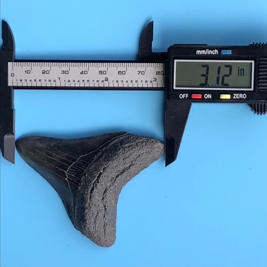 Megalodon Fossil Shark Tooth 💥 3.12" 💥 COLORFUL + SERRATED! Teeth t20 3