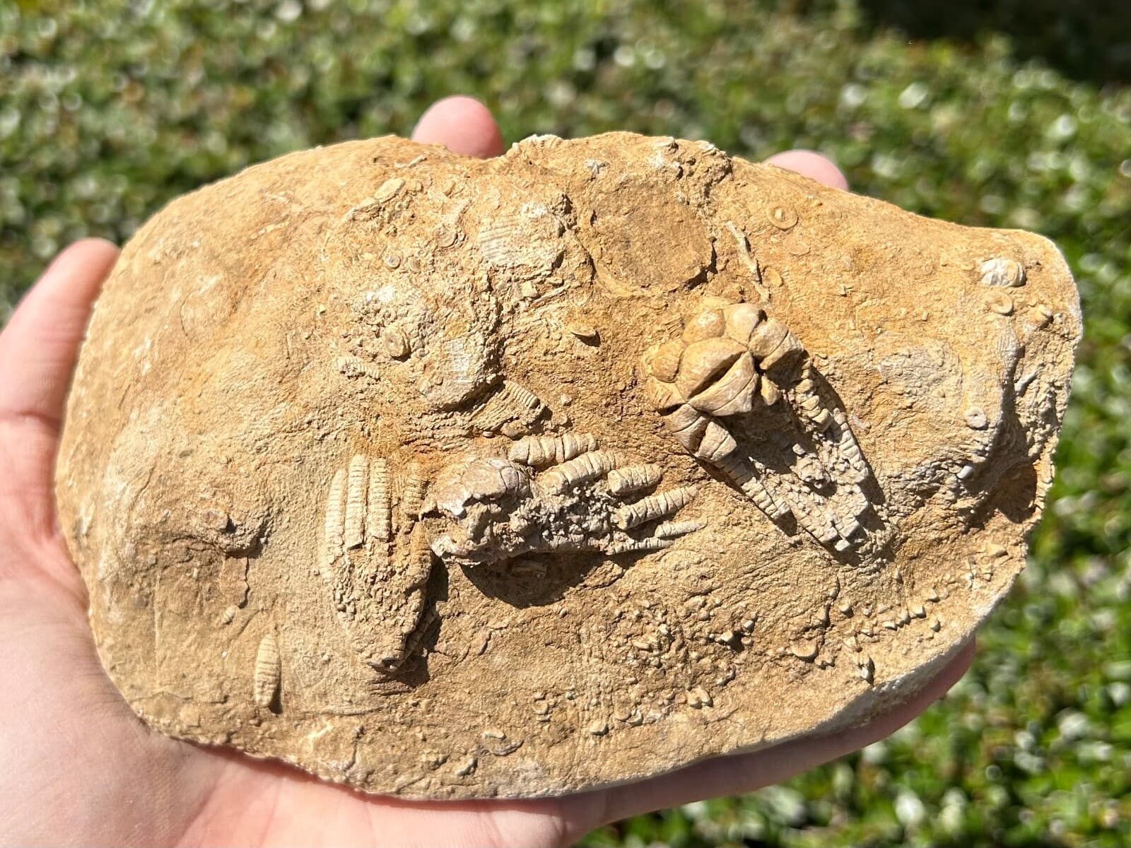 TRIPLE Fossil Crinoids in Matrix Cymbiocrinus Agassizcrinus Alabama Bangor Fm 3