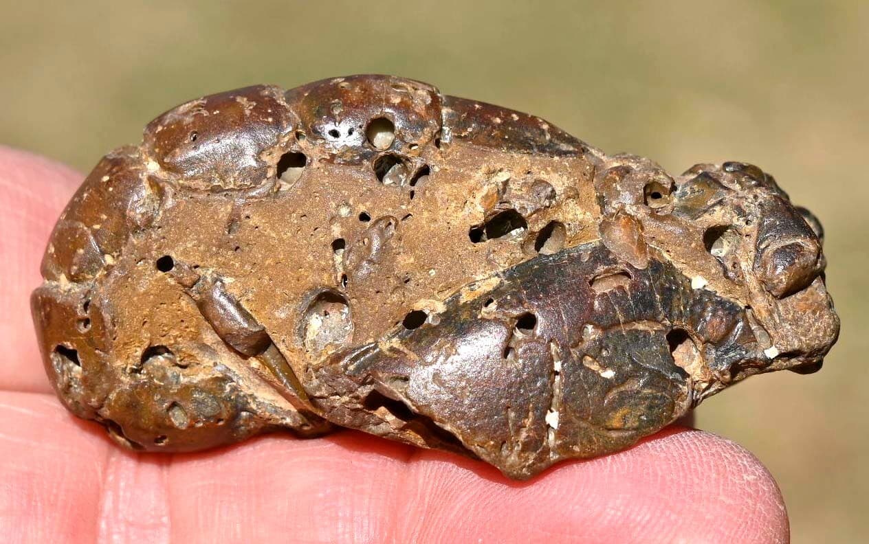 Thalassina anomala, Fossil Lobster, Gunn Point, Australia #2 4