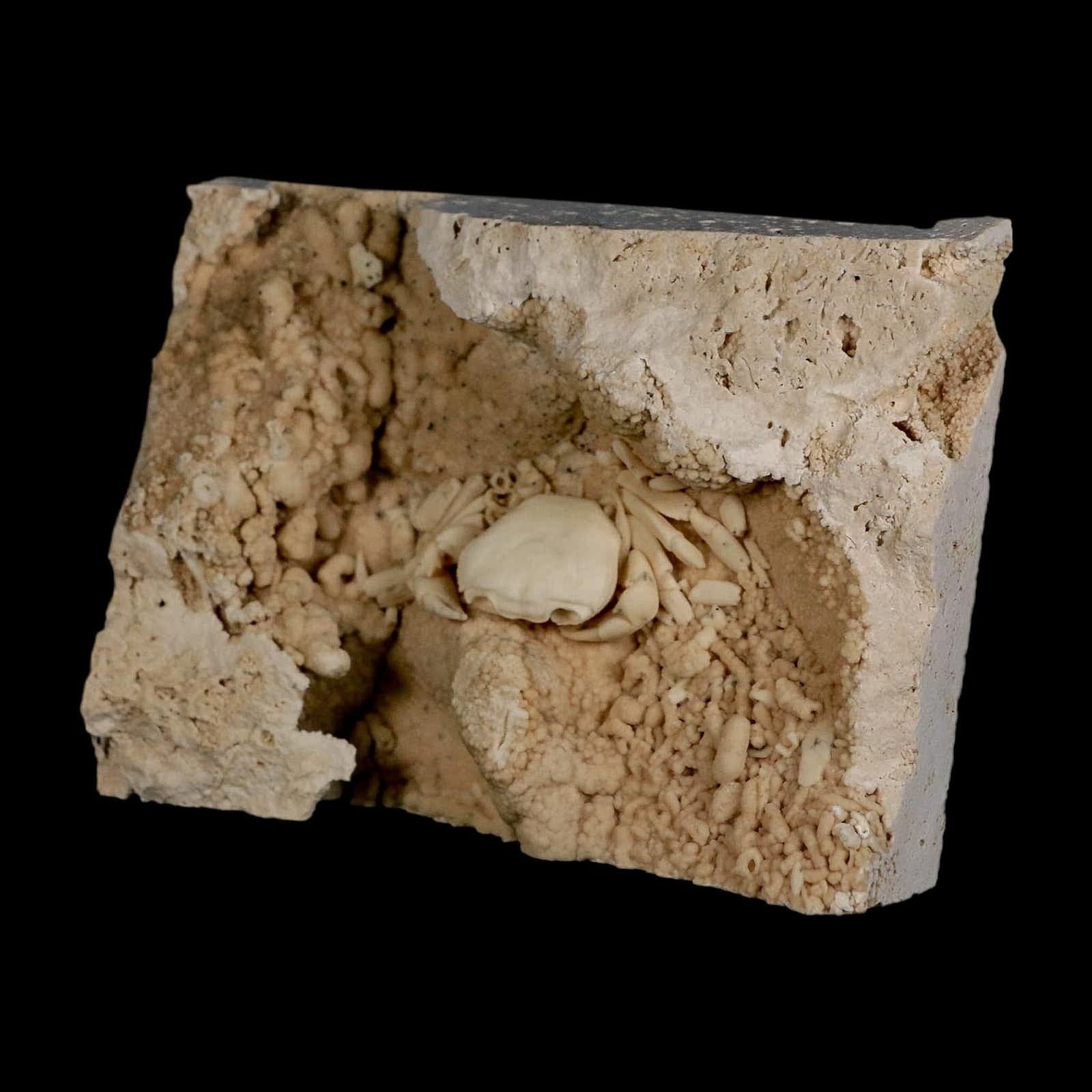 2.2" Potaman Sp Fossil Freshwater Crab In Travertine Denizli Basin Southwest 5