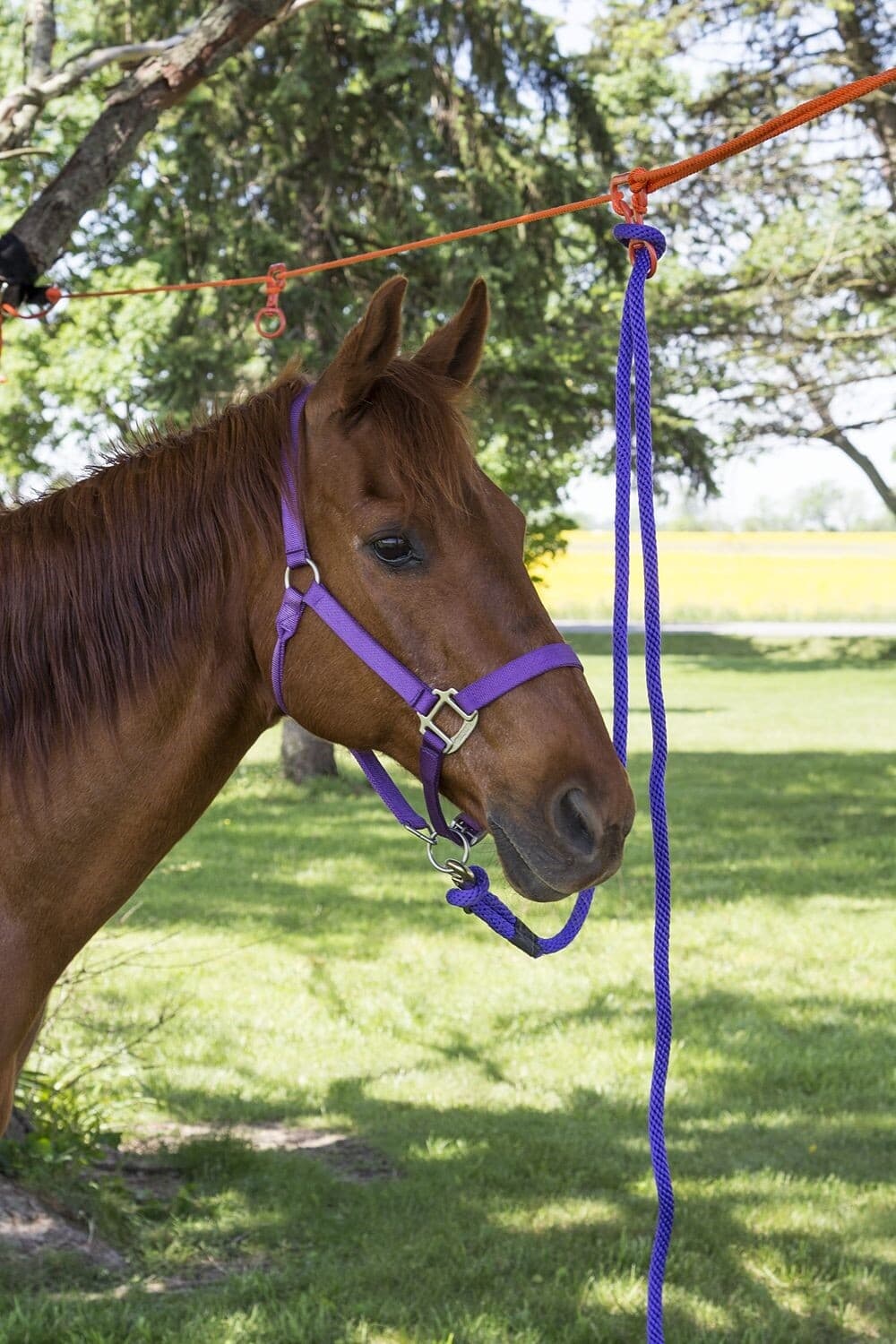 2 Horse No-Knot Picket Line Kit 5