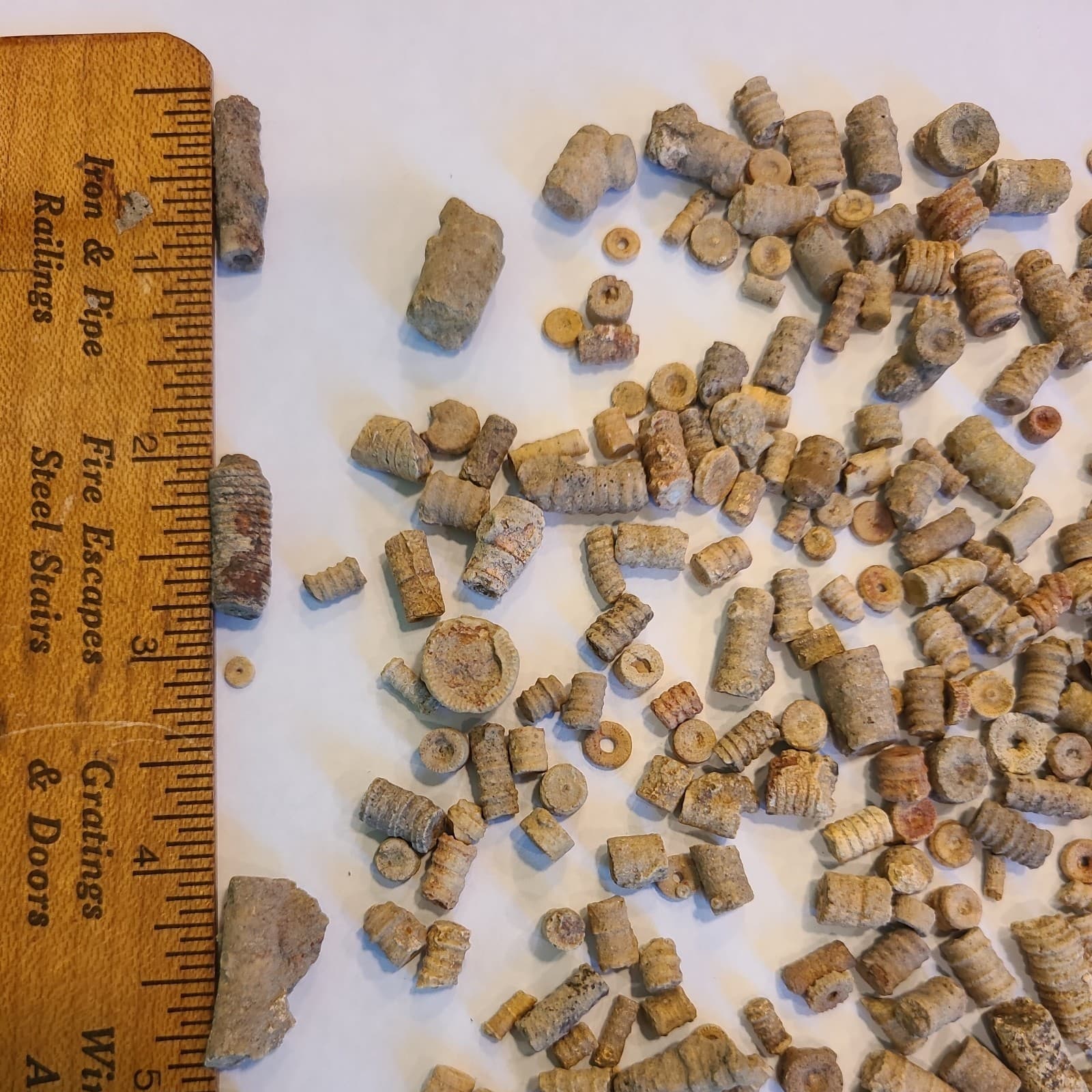 LOT 2 OF 200+ MIDDLE TENNESSEE CRINOID STEM FOSSILS 6