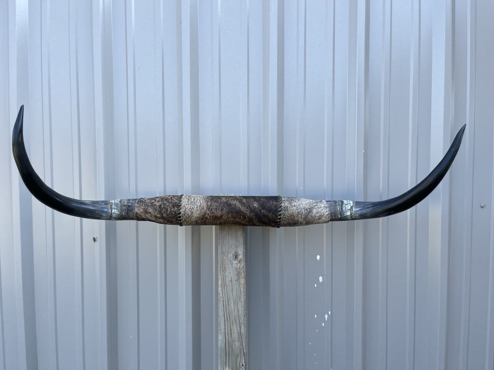 MOUNTED STEER HORNS 4 FEET WIDE LONGHORN POLISHED MOUNT BULL COW