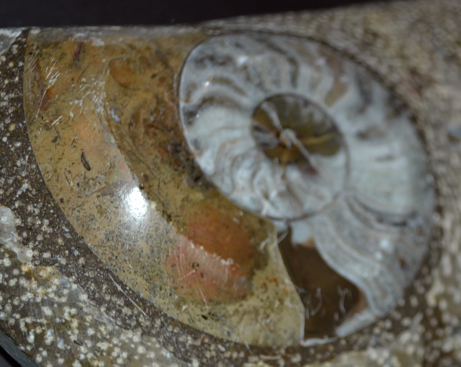 TWO (2) NAUTILUS NAUTILE FOSSIL EMBEDDED in ROCK shell jurassic beautiful art 4
