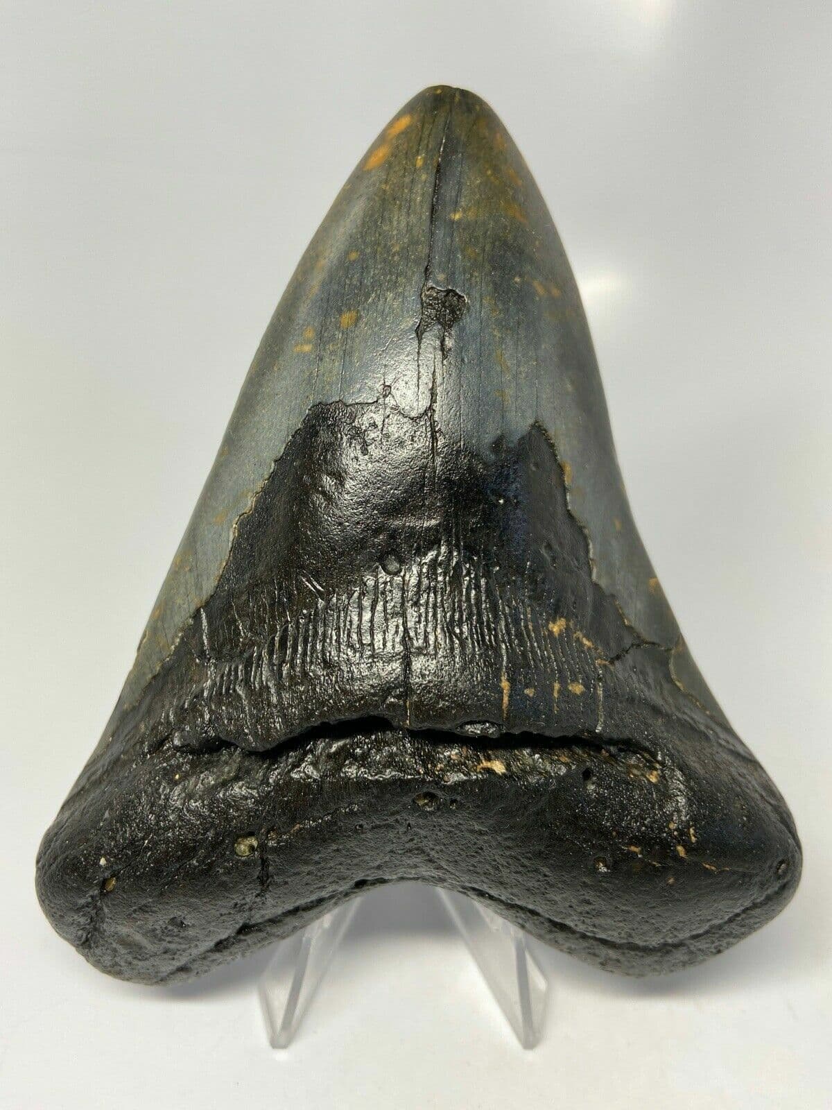 5 INCH REAL MEGALODON SHARK TOOTH BIG FOSSIL GIANT GENUINE PREHISTORIC MEG TEETH 3