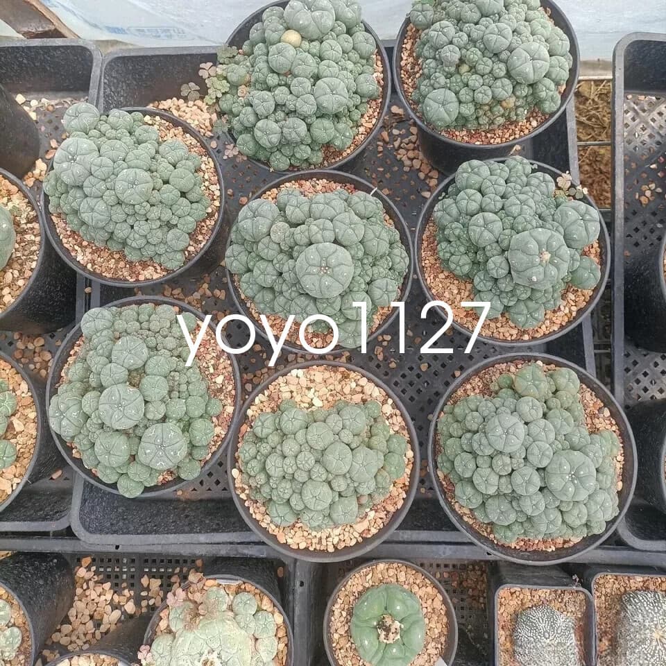 10-12cm Multi headed Cactus RareSucculent Plant Family Garden plants