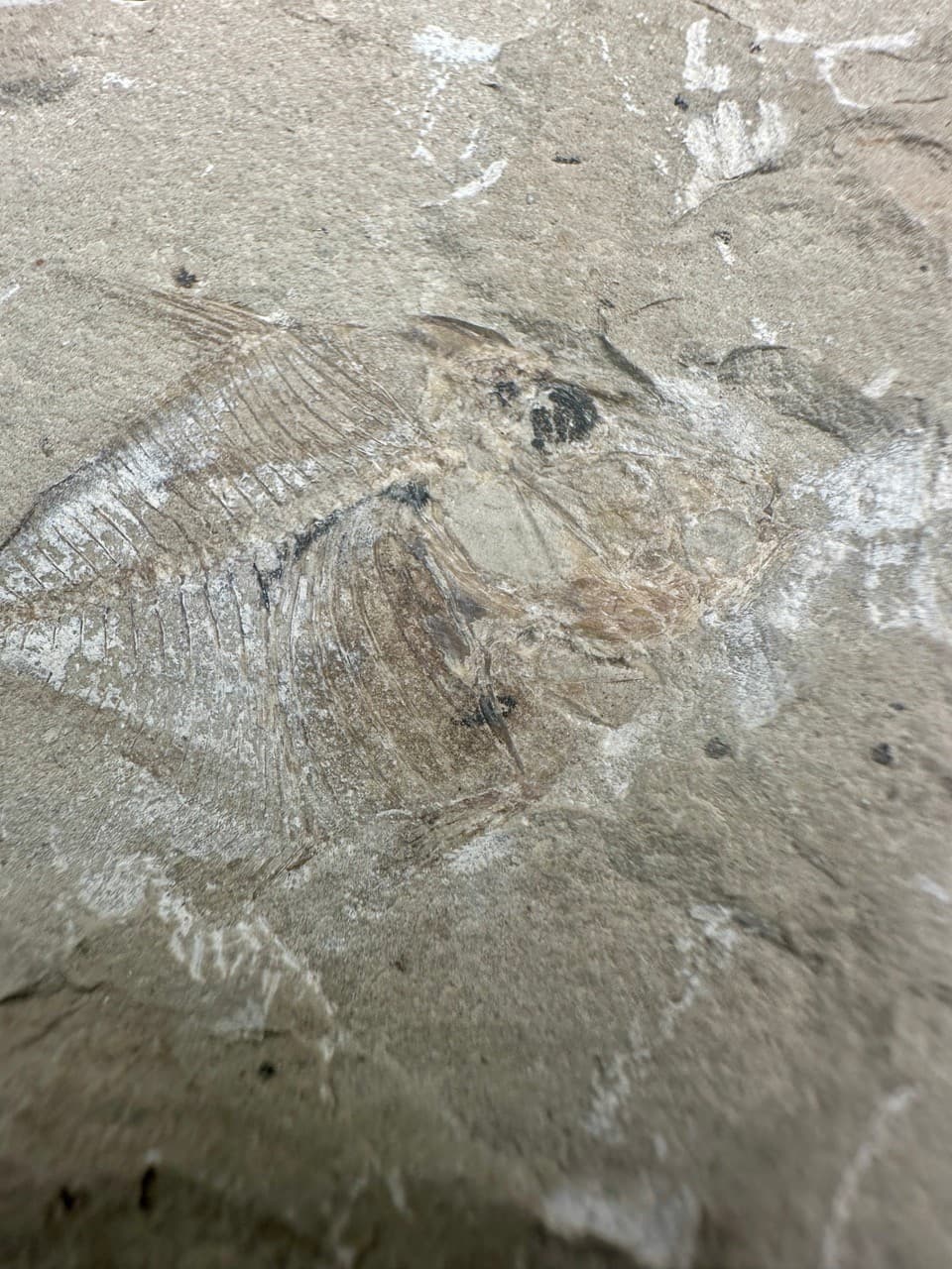 Pharmacichthys munismalis fossil fish - Late Cretaceous Haquel Lebanon - rare 2