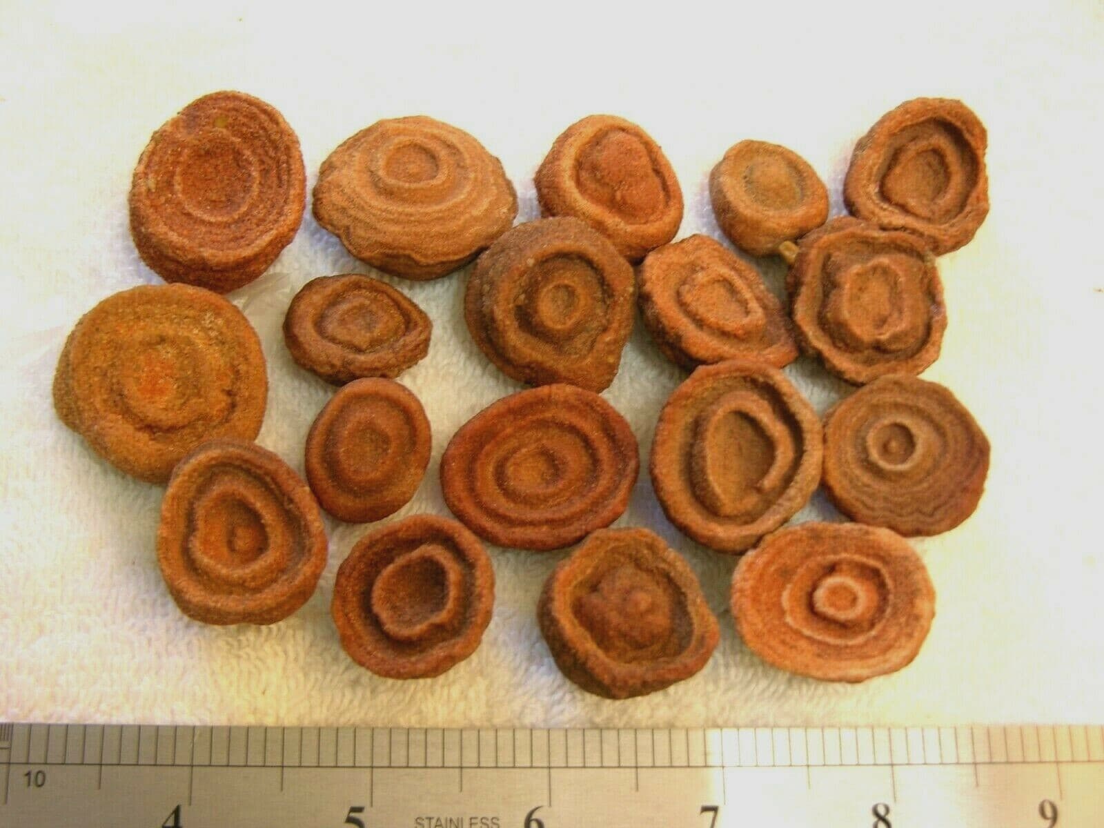 Stromatolite fossils ancient earth life 1 billion years 10 fossils per winner