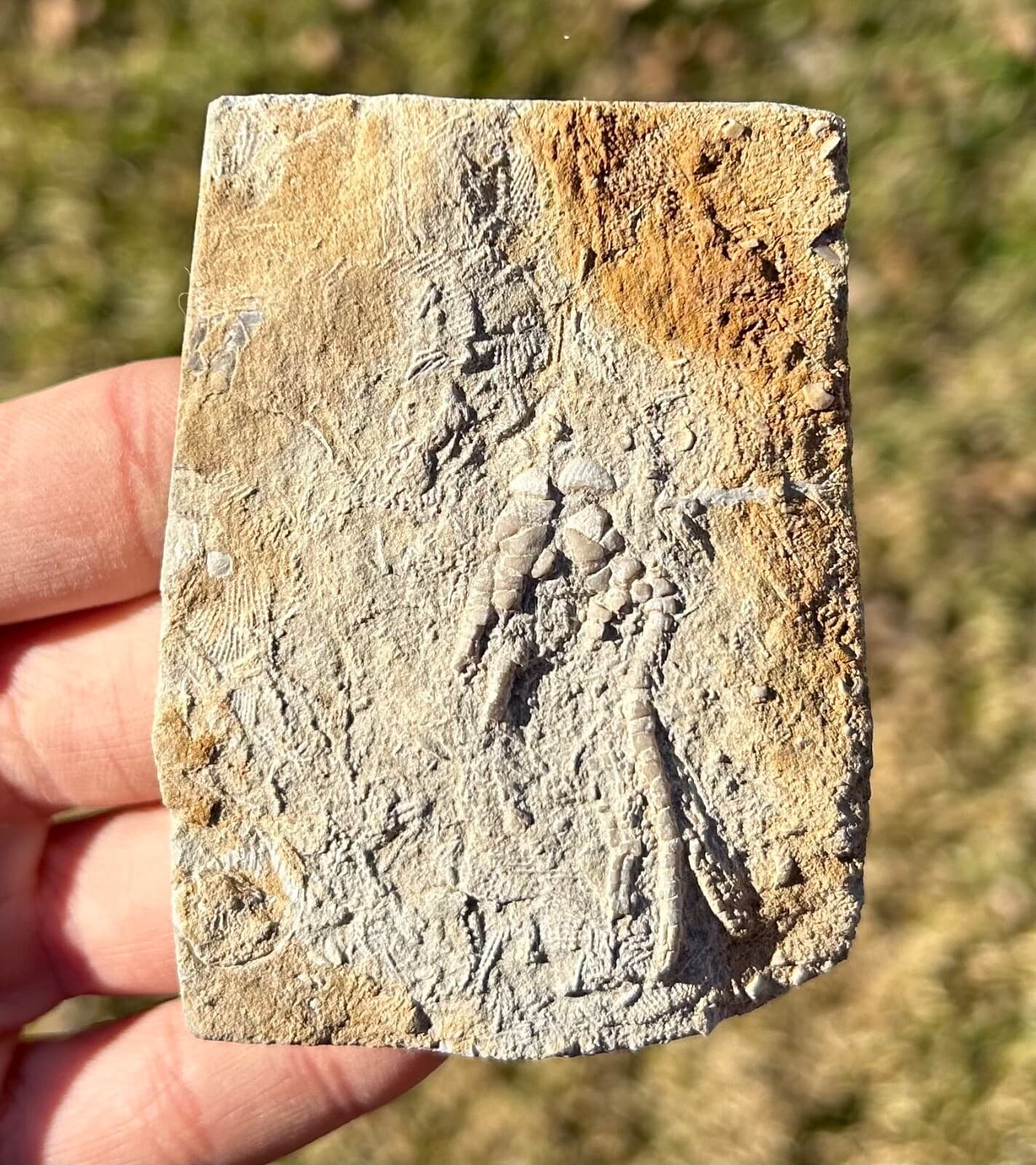 Phacelocrinus Crinoid Fossil in Matrix Alabama Bangor Limestone Formation 2