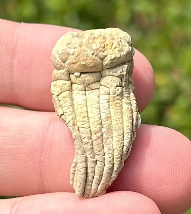 NICE Juvenile Fossil Crinoid Eupachycrinus asperatus Alabama Bangor Limestone 6