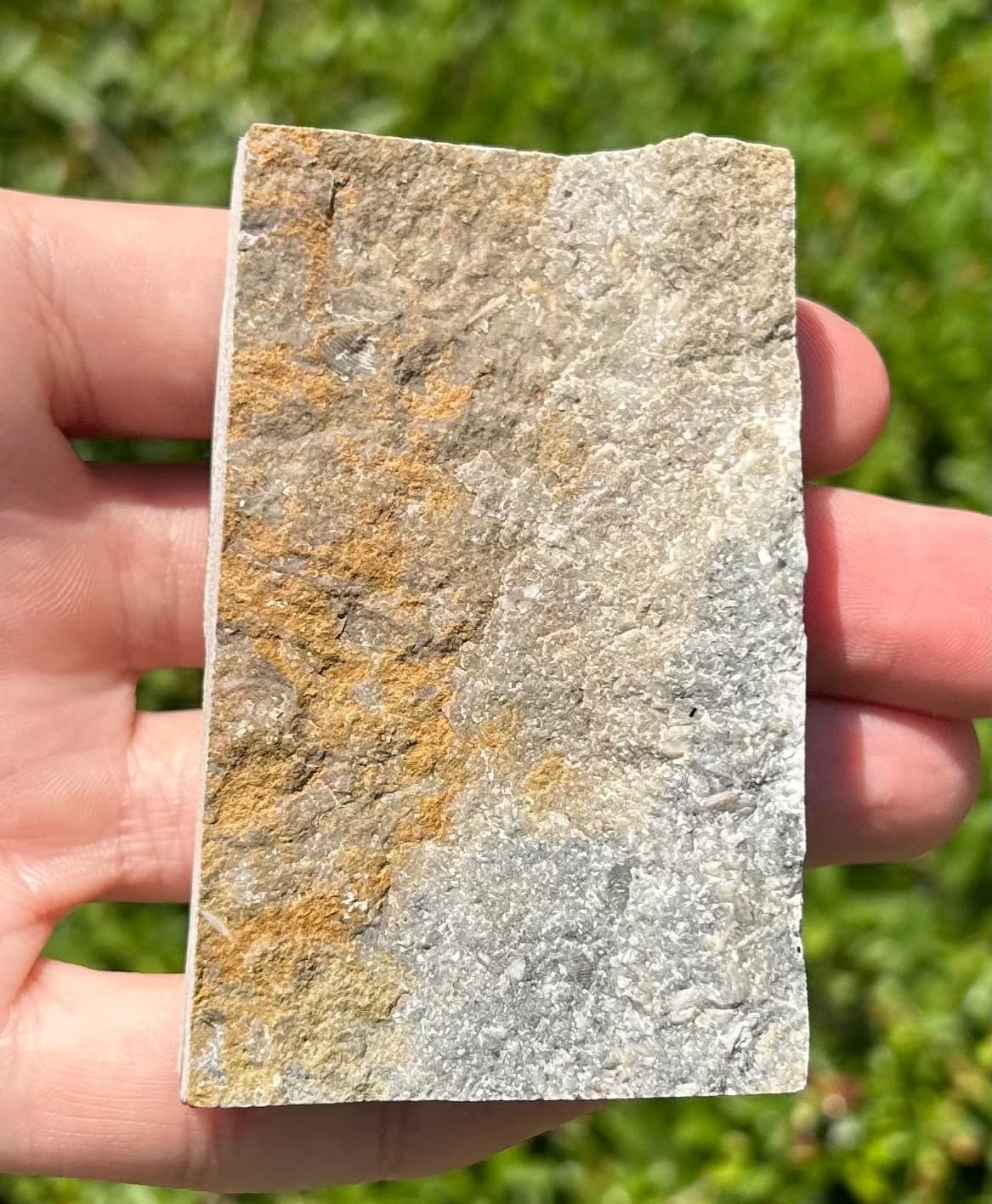 Fossil Crinoid in Matrix Phacelocrinus with Stem Alabama Bangor Limestone Fm 6