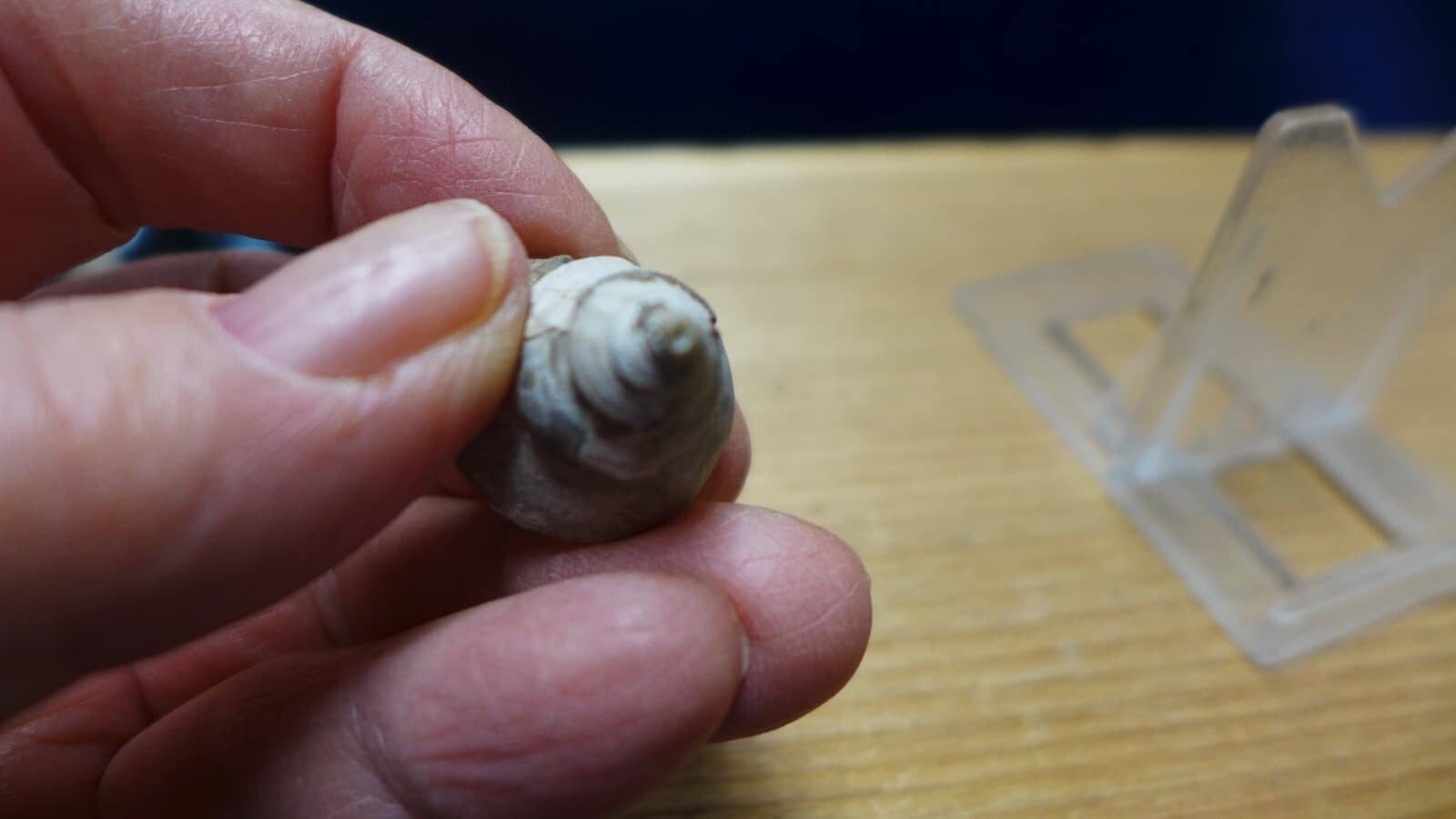 GEOLOGICAL ENTERPRISES Pliocene fossil gastropod, shell, Charonia sp. Italy 5