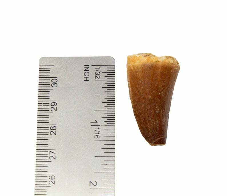 Mosasaur Tooth Dinosaur Tooth Fossil Over 100 Million Years Old 2