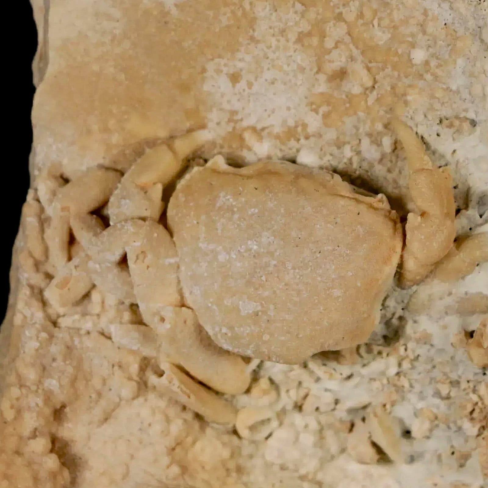 2.2" Potaman Sp Fossil Freshwater Crab In Travertine Denizli Basin Southwest