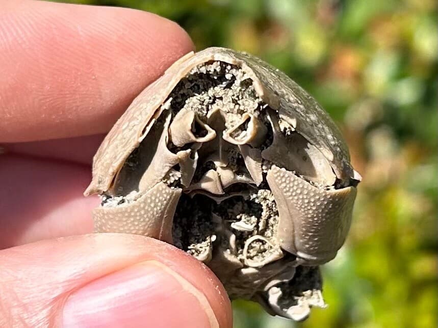 Fossil Crab Ranilia muriceta Florida Pliocene Crustacean Intracoastal Formation