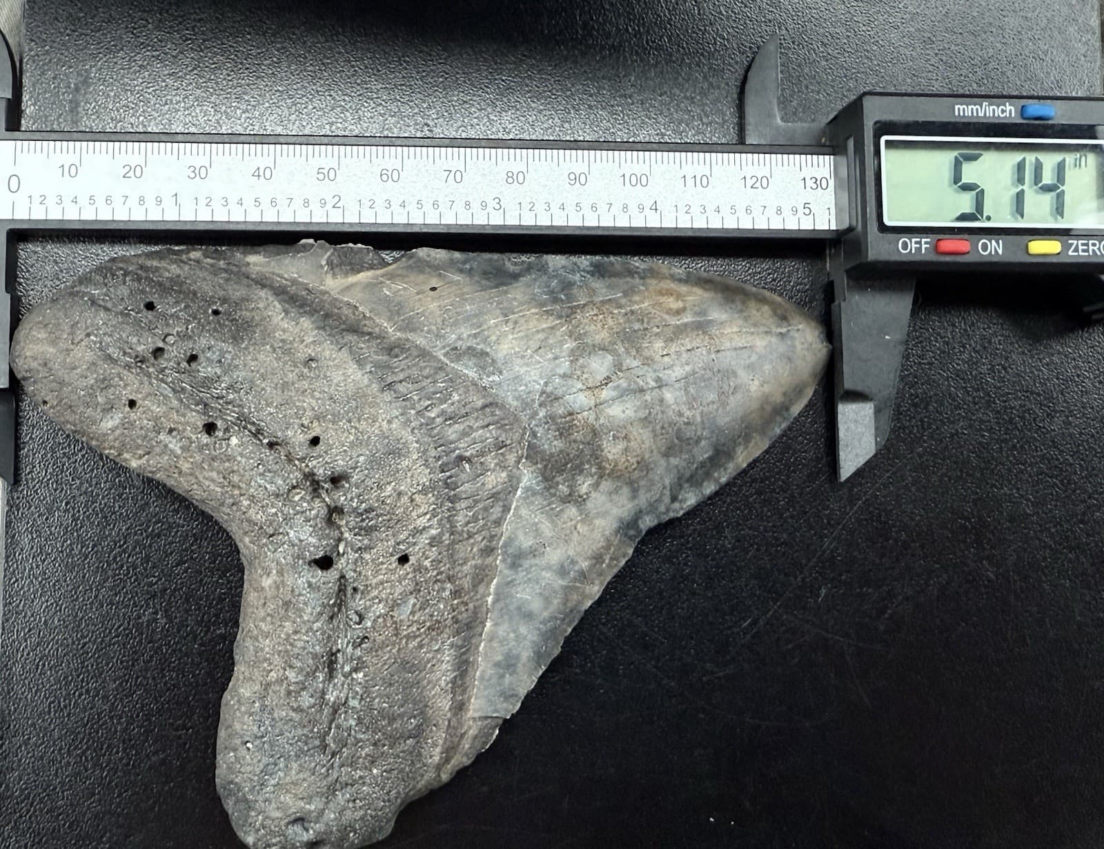 Fossilized Megalodon Shark  Tooth, 5.14” 5