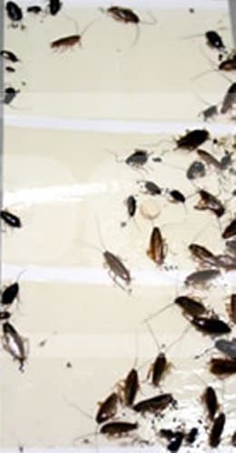 12 Cockroaches Spiders BedBug Scorpion Silverfish  Insect Traps Sticky Bug Traps 5