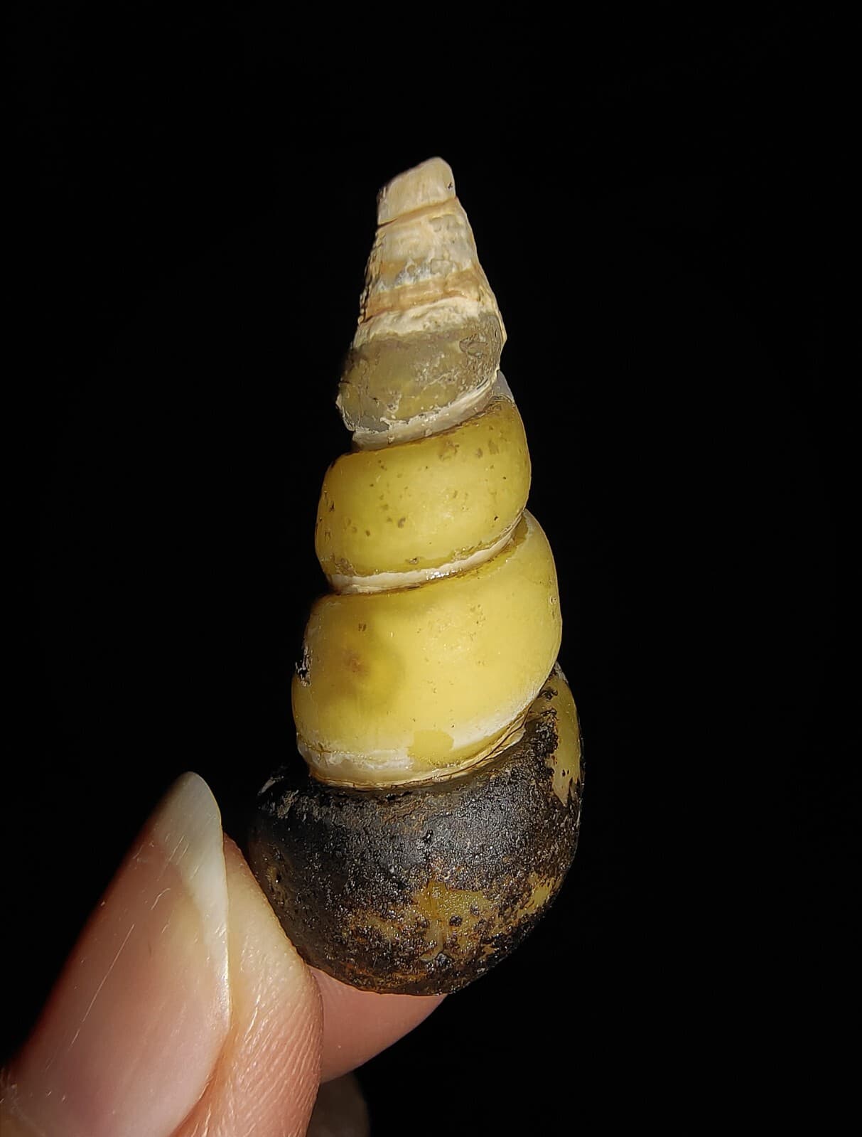 SEA SHELL FOSSIL, GASTROPODA, THIARIDAE, FROM JAVA, INDONESIA, 34MM 3