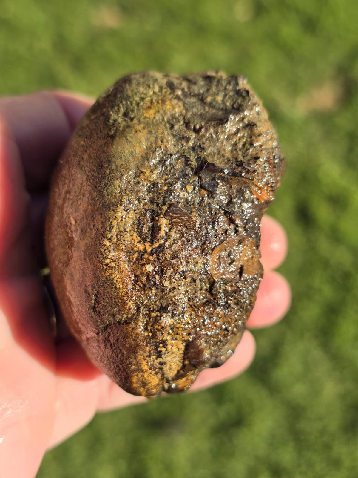 Huge Convex End Of Mosasaur Cervical Vertebrae TX Fossil Mosasaurus  4