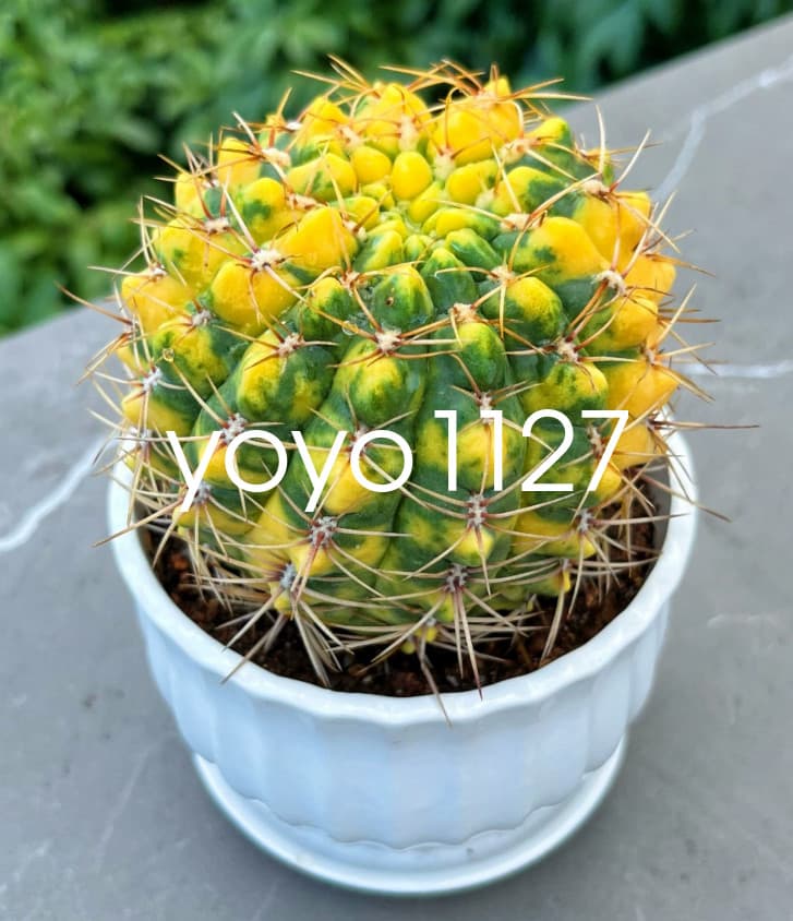 Succulent catus Variegated plants Garden Bonsai Garden Deco Beautiful plants 2