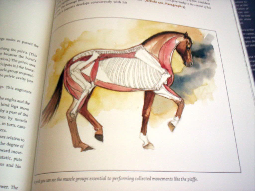 Selecting The Dressage Horse Conformation Movement Temperament 4