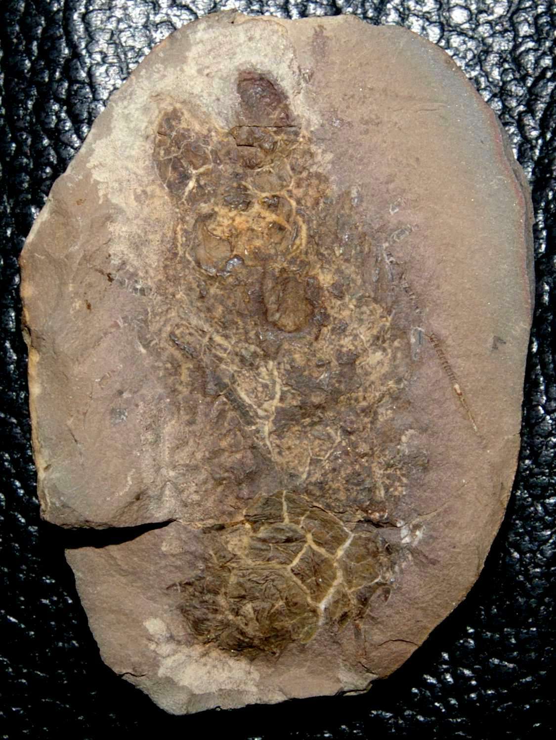 Very rare, big Carboniferous fossil crustacean - Anthracaris sp 2