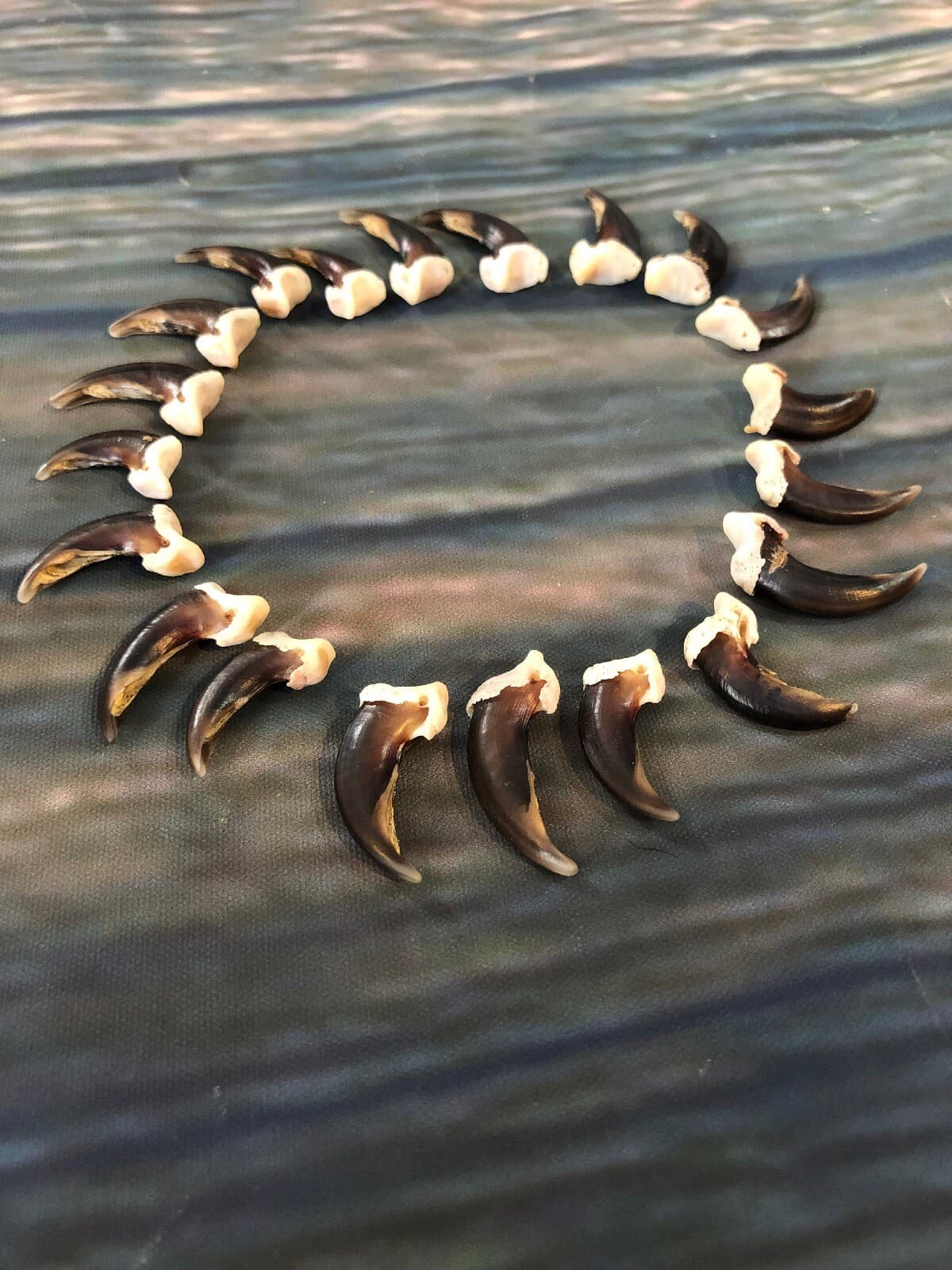 20 REAL COYOTE CLAWS TOES BONE MOUNTAIN MAN CRAFT SKULL JEWELRY EARRING GOTHIC 5