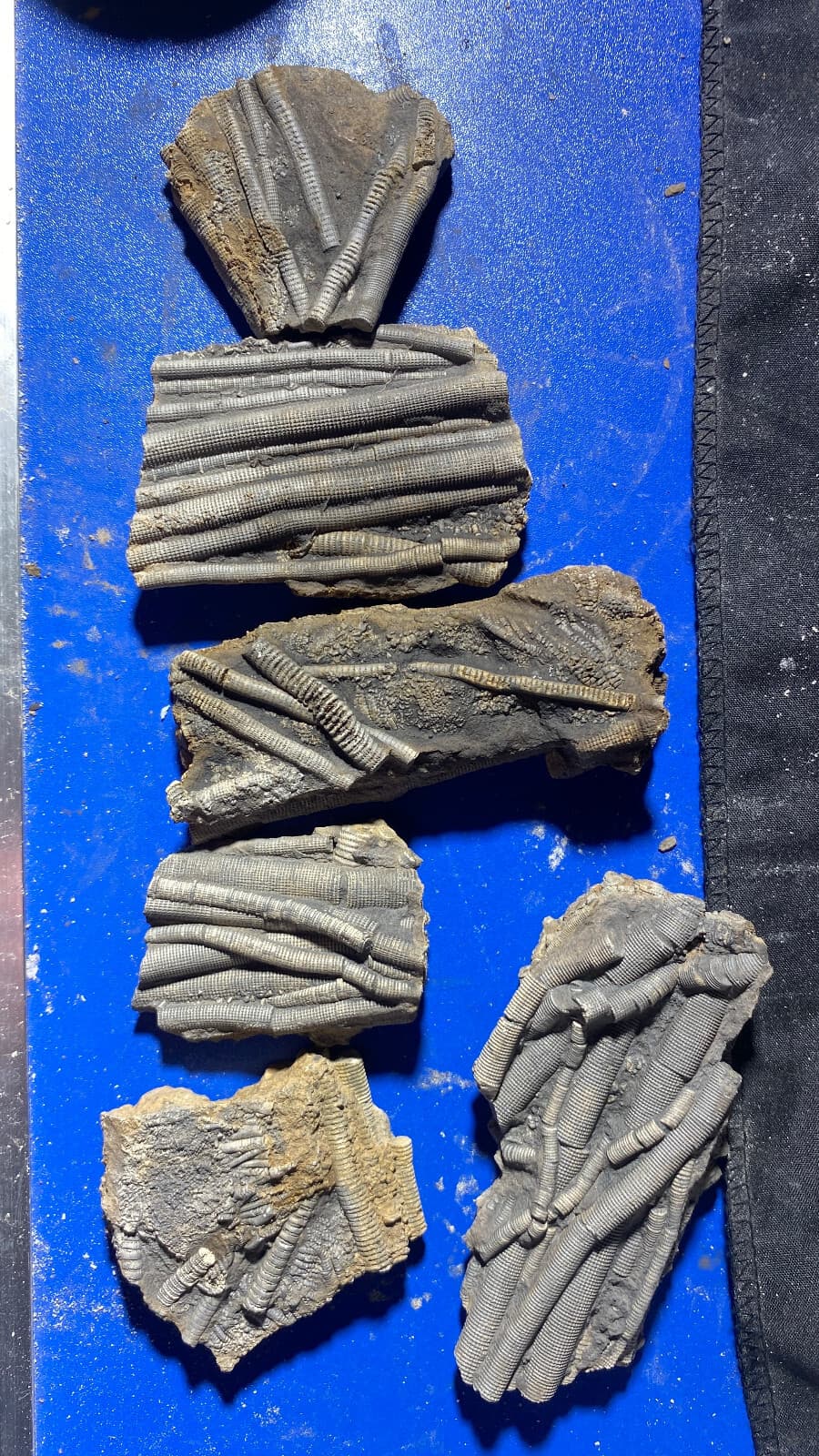 6pc Natural Devonian prehistoric Jurassic biota crinoids Fossils 4