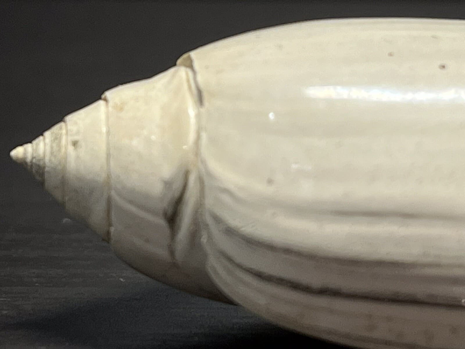 Fossil Olive Shell. Olividae Olivia Sayana. Lettered Olive Caloosahatchee Form 3