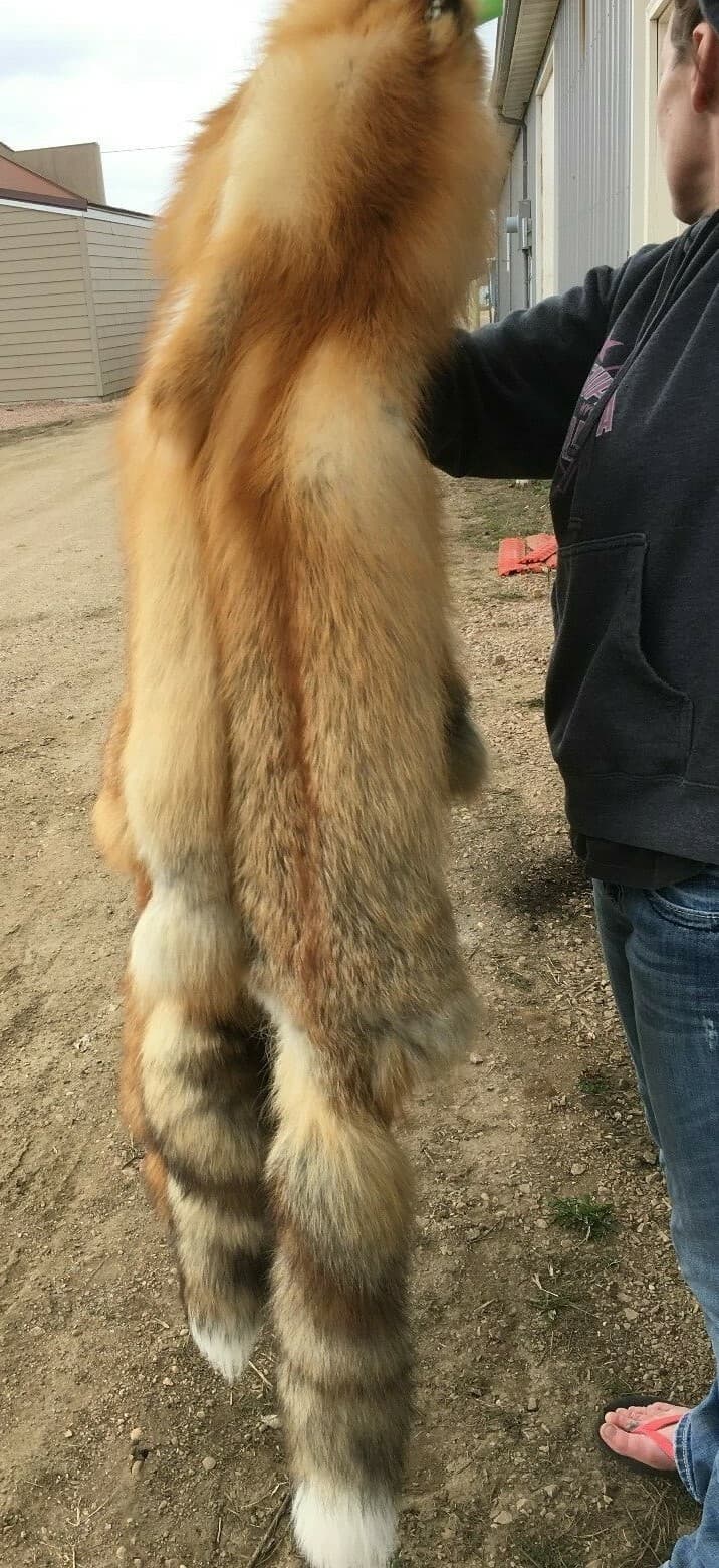 Tanned Red Fox  Winter “Heavy Fur” Western - Imperfect Grade 5