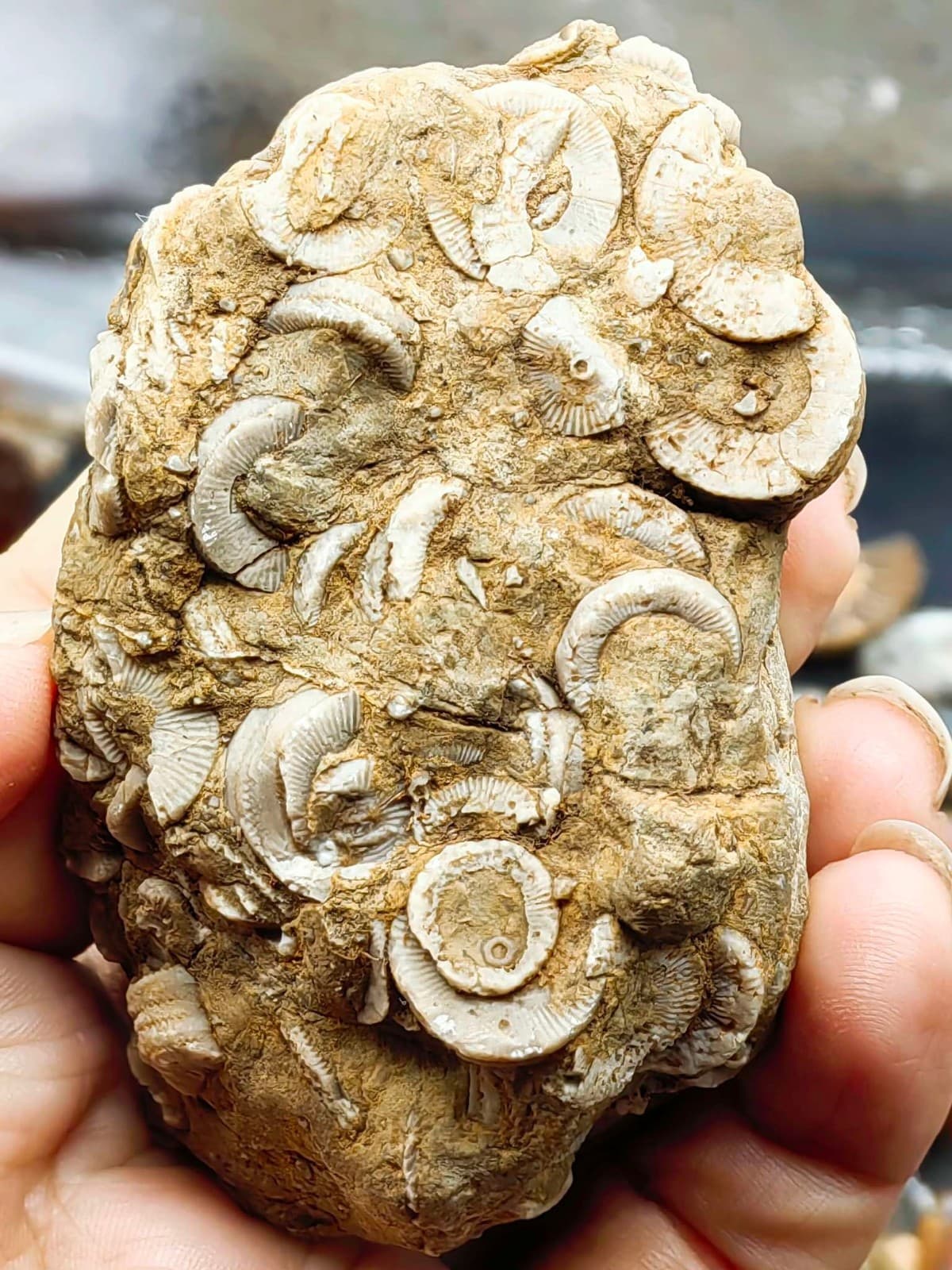 Natural Devonian prehistoric Jurassic biota crinoids Fossils 2