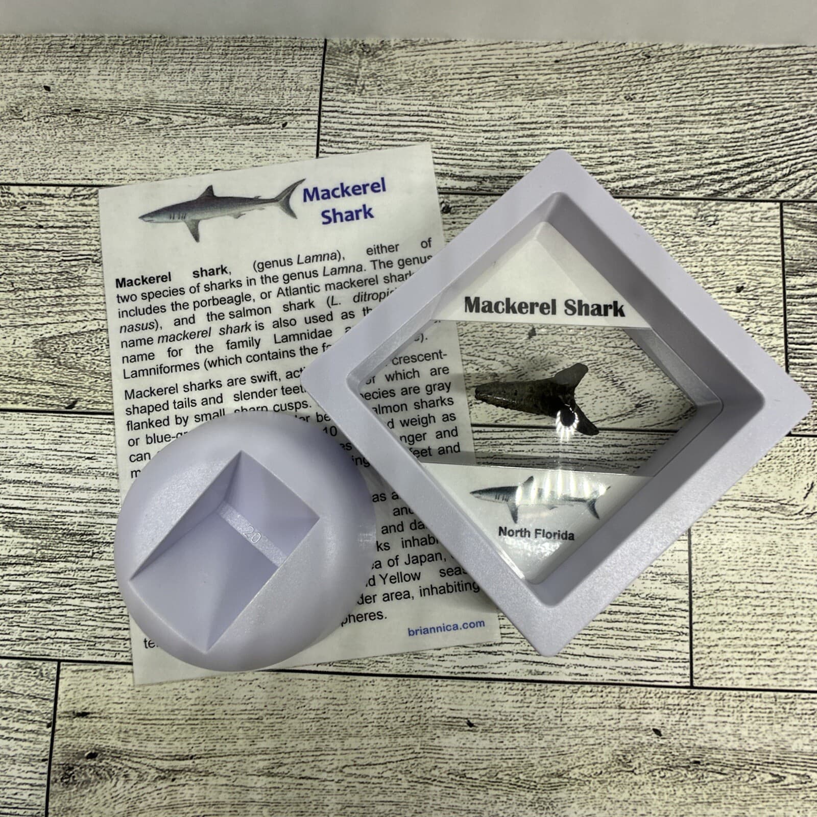 Mackerel Shark Tooth Fossil in a great Display Case 3