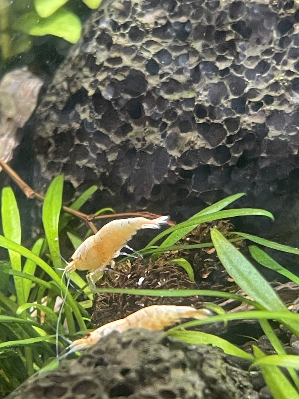 25 Alder Cones for shrimp, bettas , and all fish lowers ph natural botanicals 4