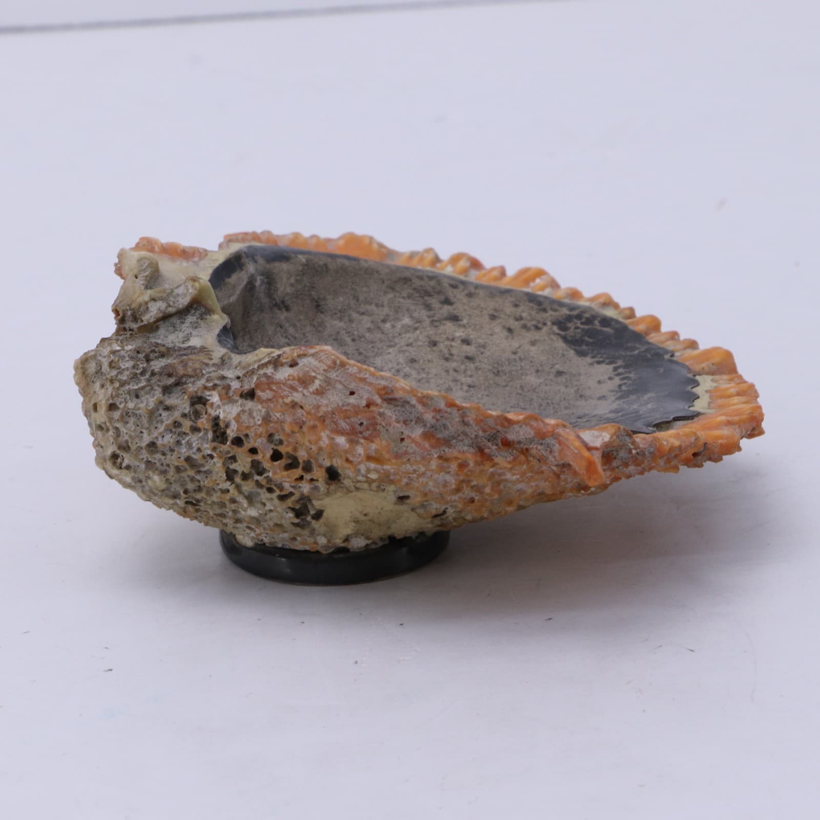 Graziella Laffi 925 Peru Red Spiney Oyster Shell with Sterling Silver Lining 5