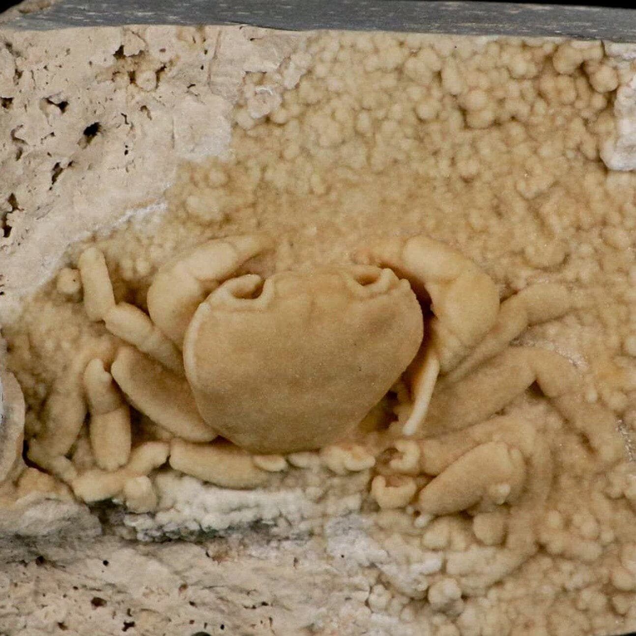 3.1" Potaman Sp Fossil Freshwater Crab In Travertine Denizli Basin Southwest