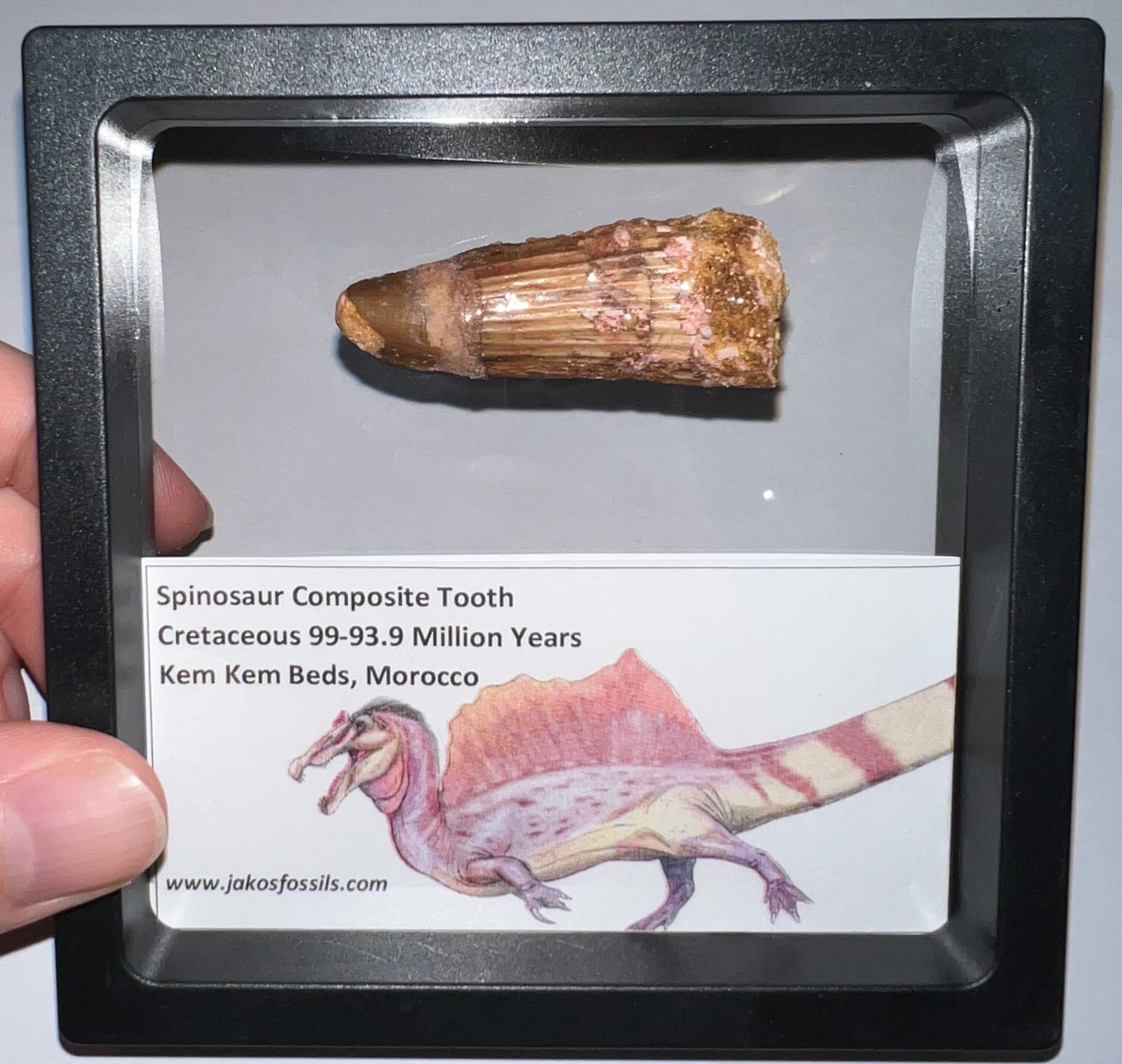 SPINOSAURUS SPINOSAUR Fossil Composite Dinosaur Tooth Lot! 2 IN One per Order 4