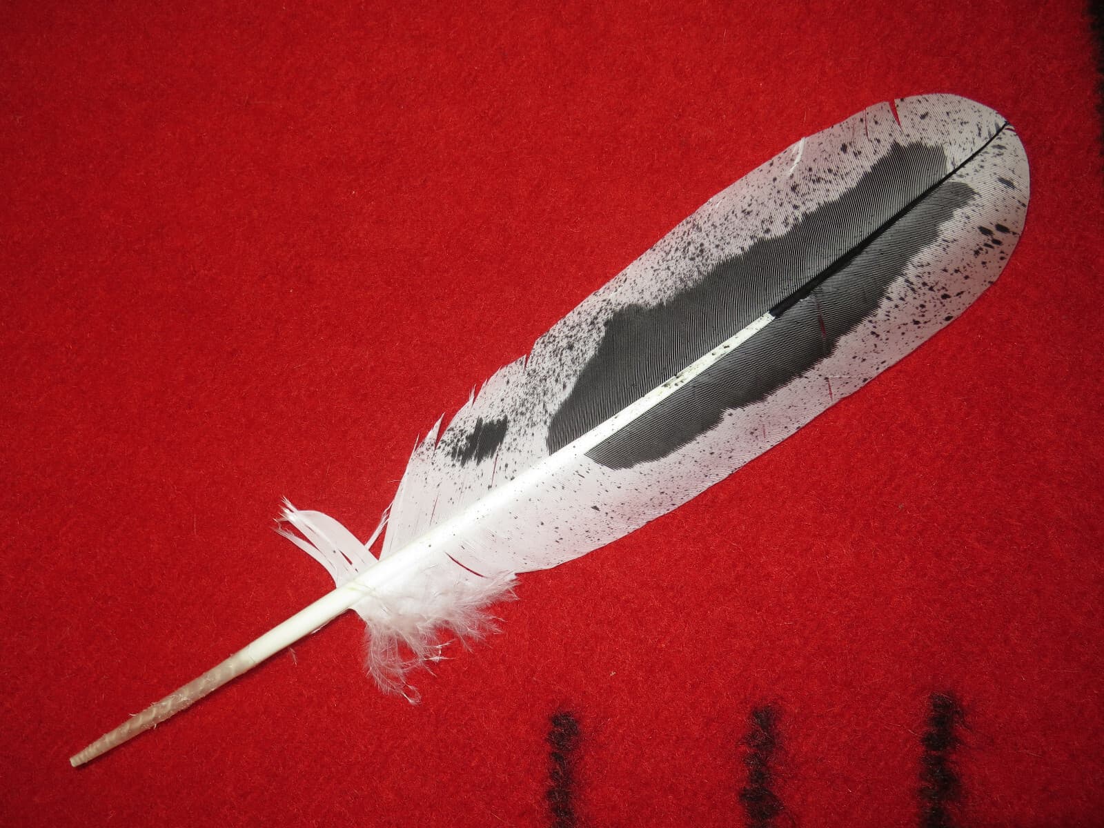 Native American made hand painted Immature Bald Eagle feather 4