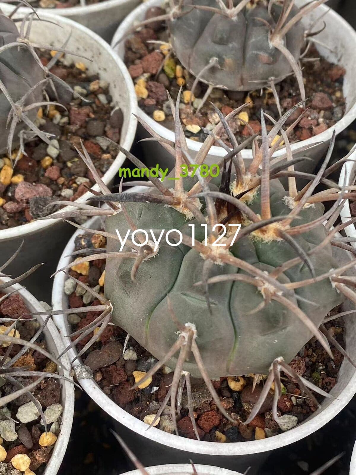 RareSucculent Plant Gymnocalycium hossei Boutique seedgrowth 3