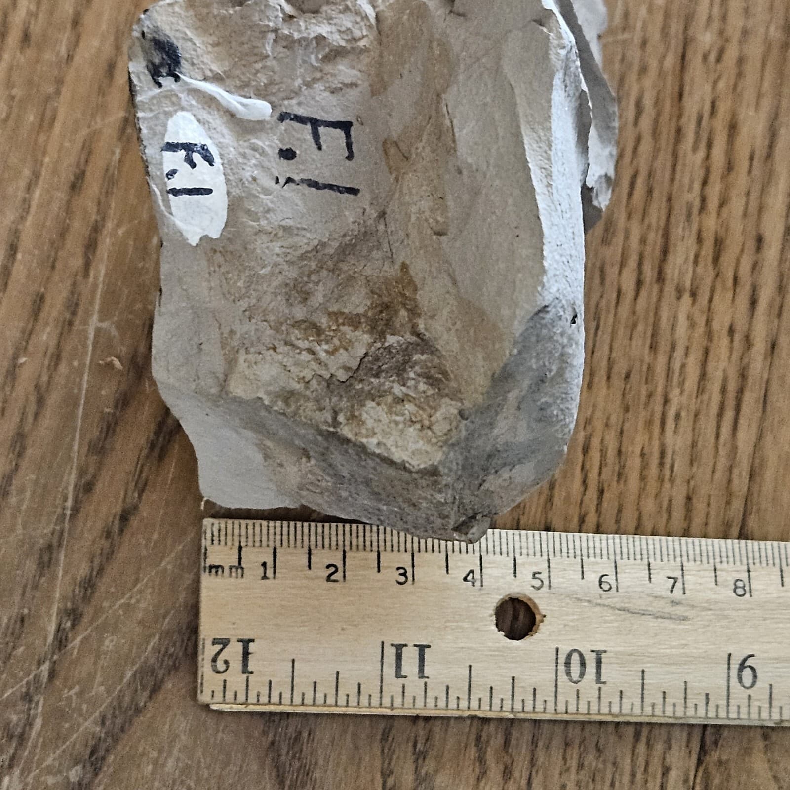 Crab Fossil In Mud Stone 4