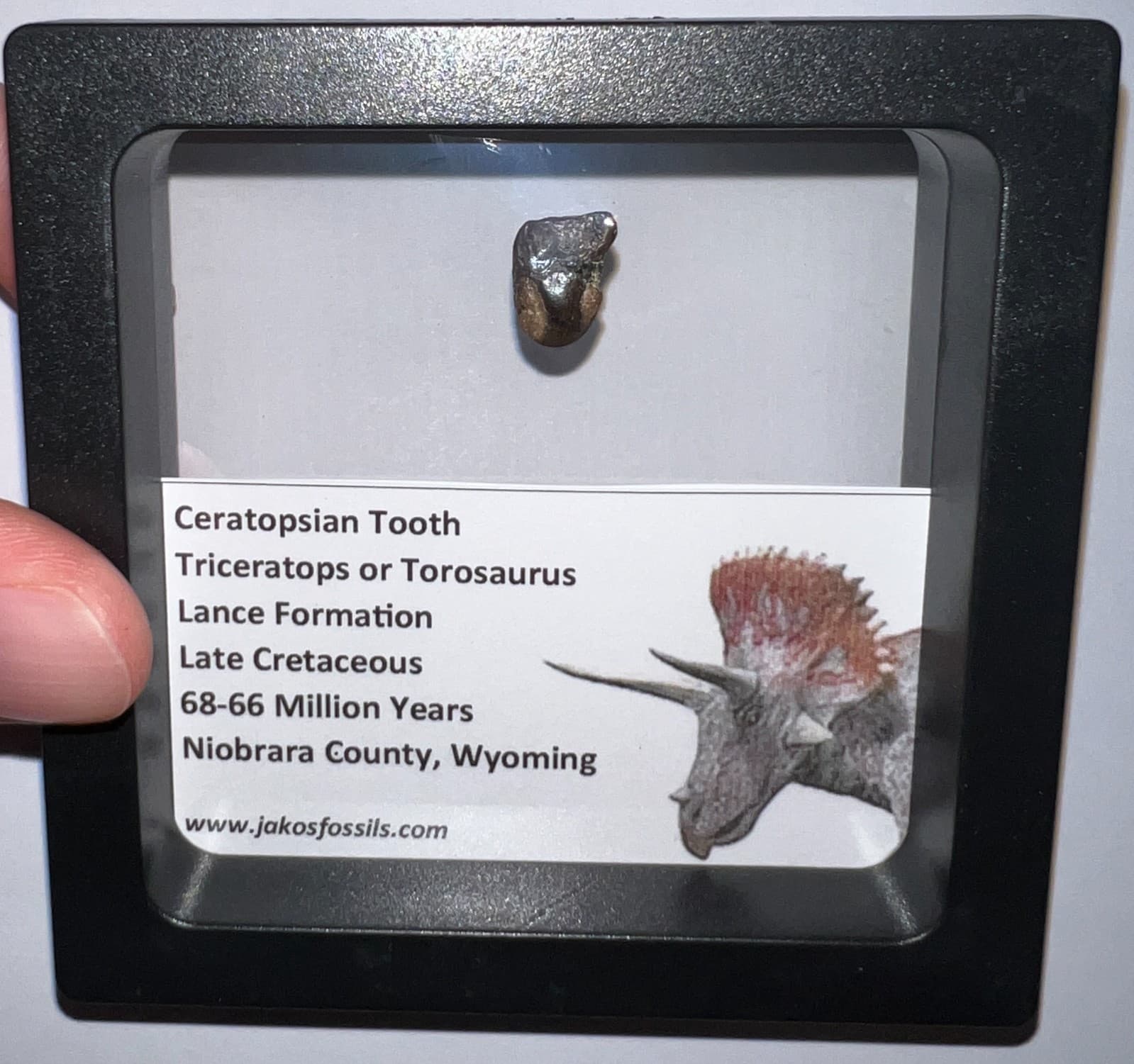 FRAMED TRICERATOPS or TOROSAURUS Fossil Dinosaur Tooth Lot! One per Order! 5
