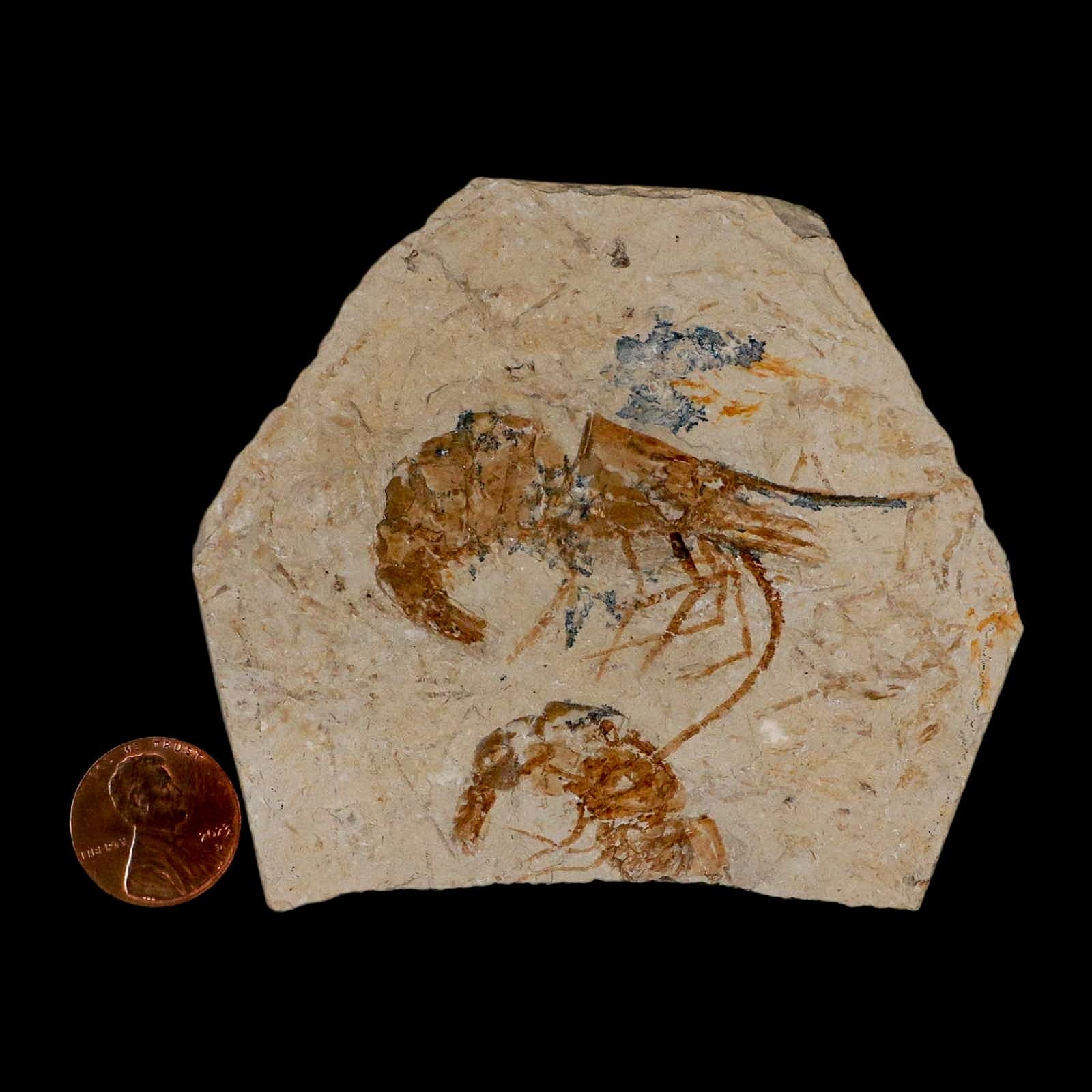 2 Two Fossil Shrimp Carpopenaeus Cretaceous Age 100 Mil Yrs Old Lebanon COA 3