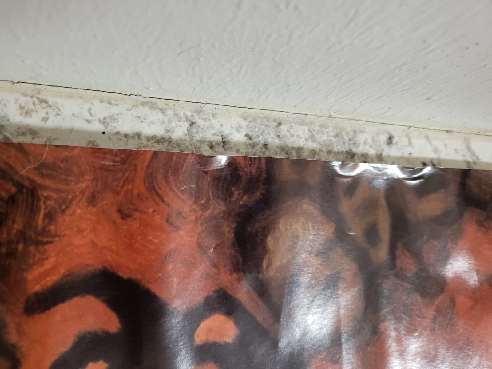 POSTER:DRAWING:  KORN-IN THE CROWD Funky #6207 RARE 2000 FAST SAME DAY SHIPPING 4