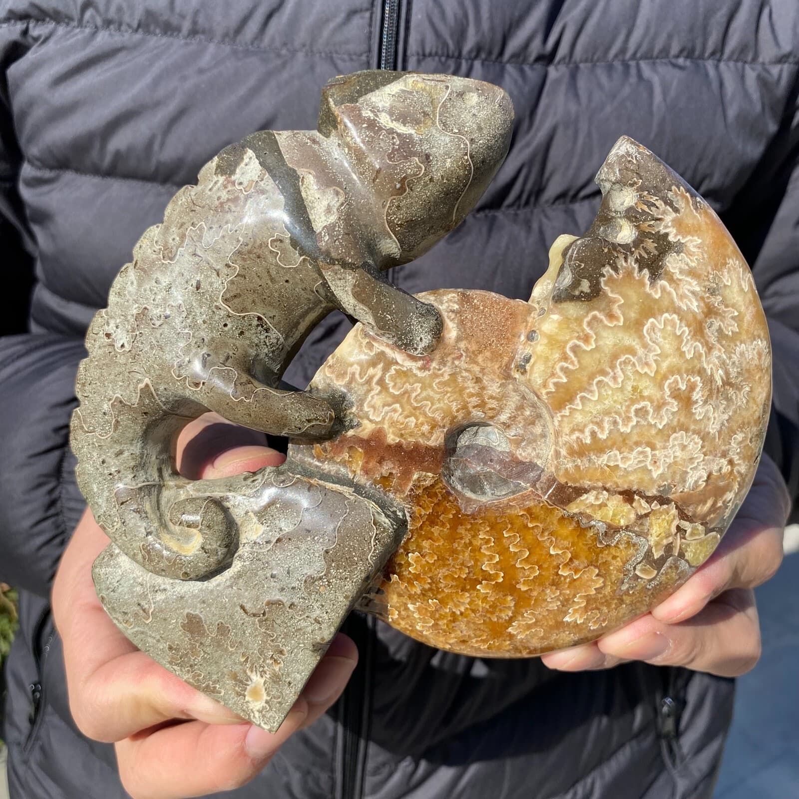 735g Natural Beautiful Ammonite Fossil Conch Crystal Specimen Healing 6
