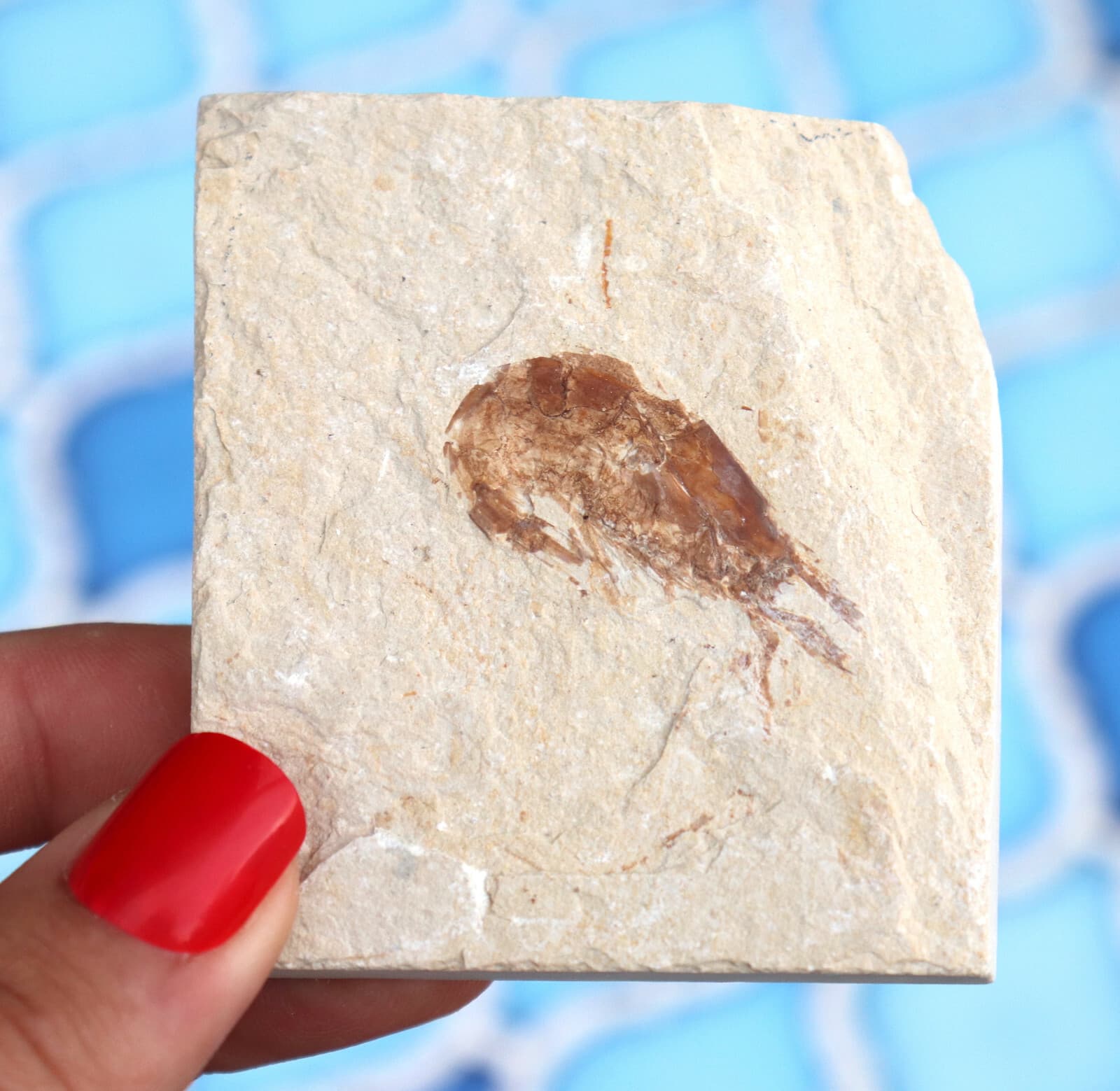 Fossil Shrimp From Solnhofen Germany    Well Preserved History Jurassic 6.6 Cm's 3