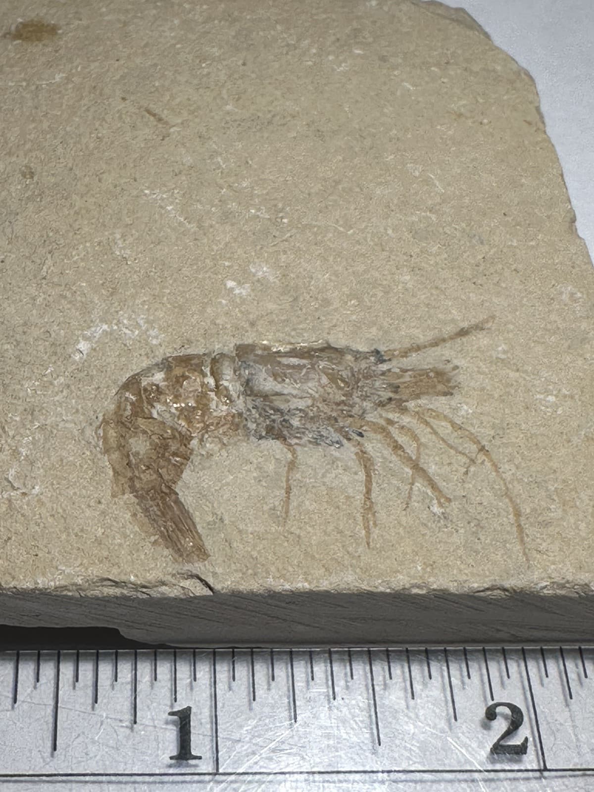 BEAUTIFUL DETAILED LEBANON CRETACEOUS FOSSIL SHRIMP DINOSAUR AGE 2.5" x 3" 2