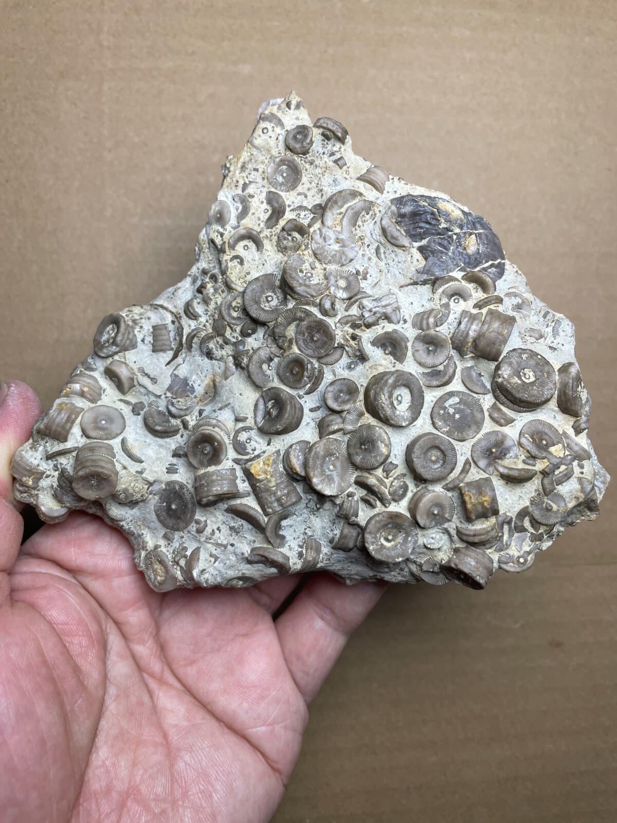 529g Devonian period Crinoid Geologic rock specimen 5