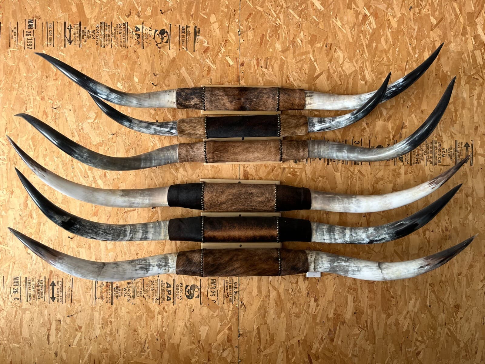 MOUNTED STEER HORNS 5'   WIDE to 5' 6" LONGHORN POLISHED NEW MOUNT BULL COW