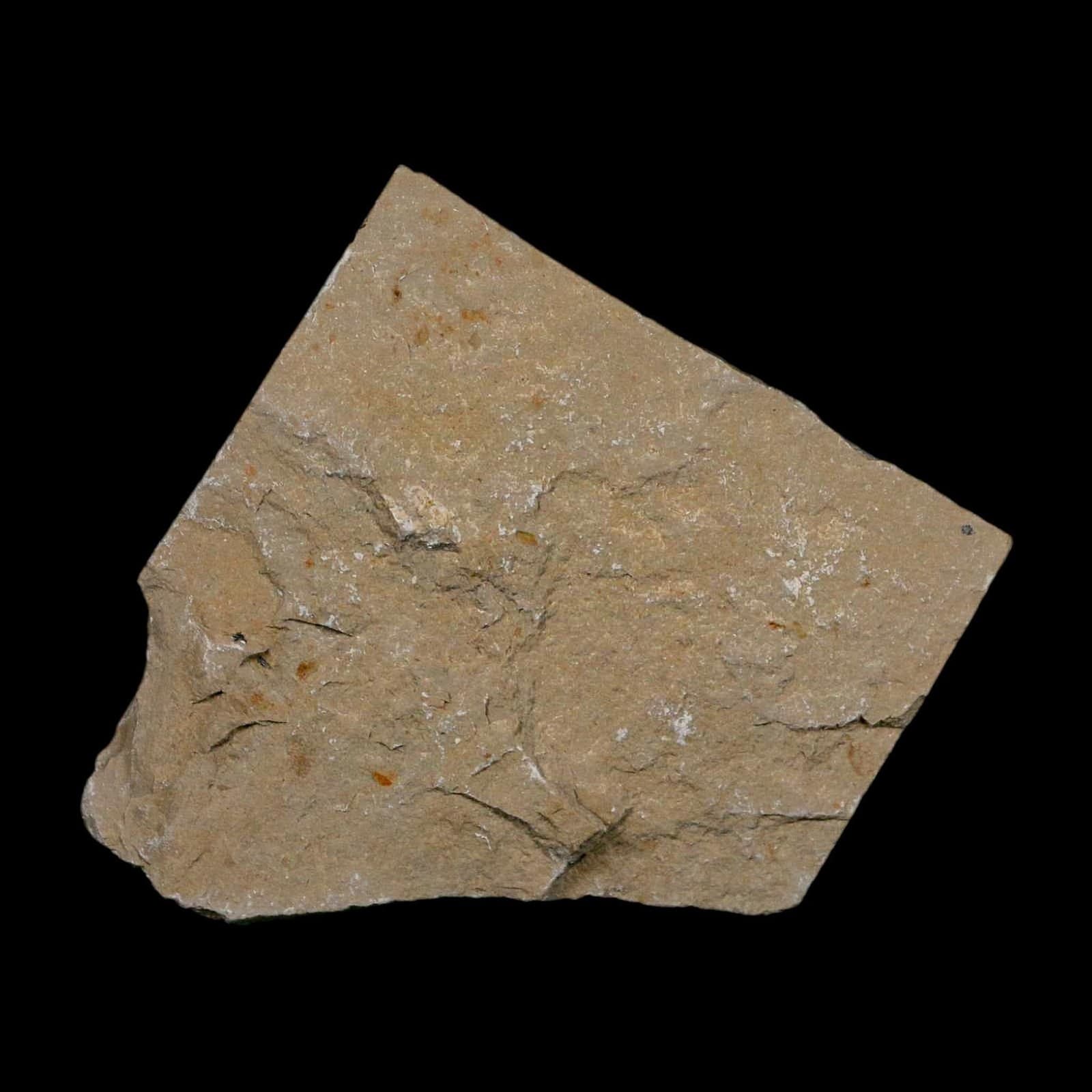 2 Two Fossil Shrimp Carpopenaeus Cretaceous Age 100 Mil Yrs Old Lebanon COA 6