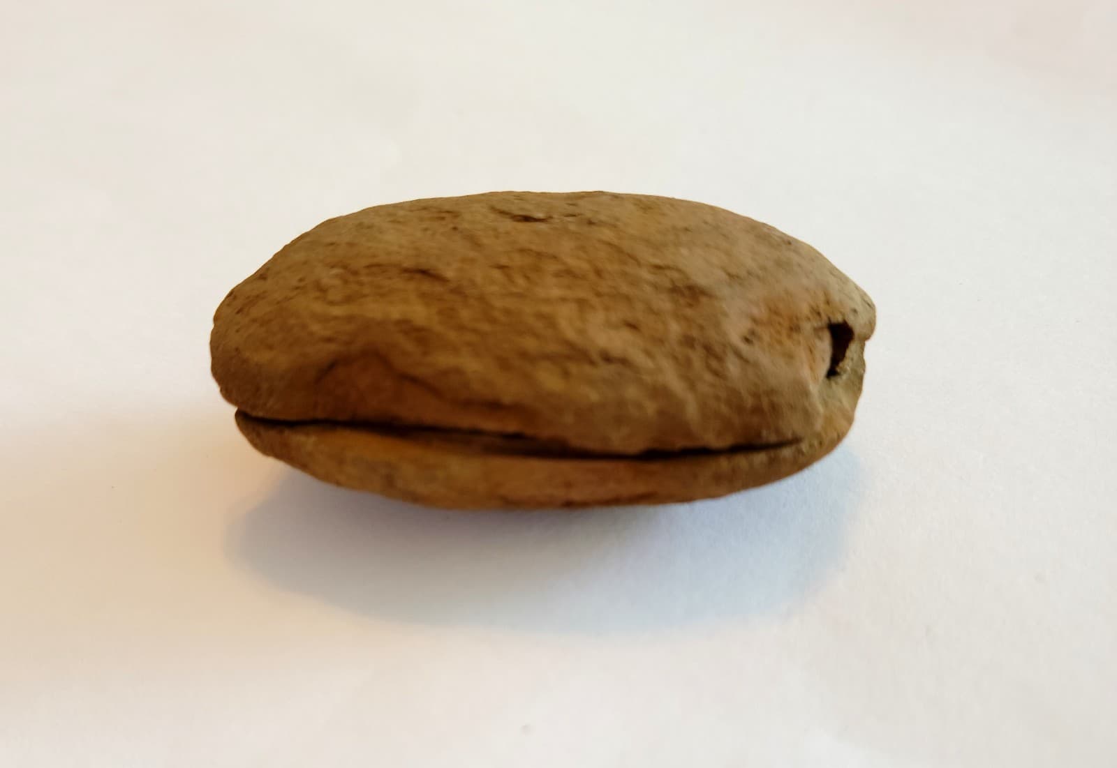 Mazon Creek Woody Stem with Nodes Fossil Nodule Pair 6