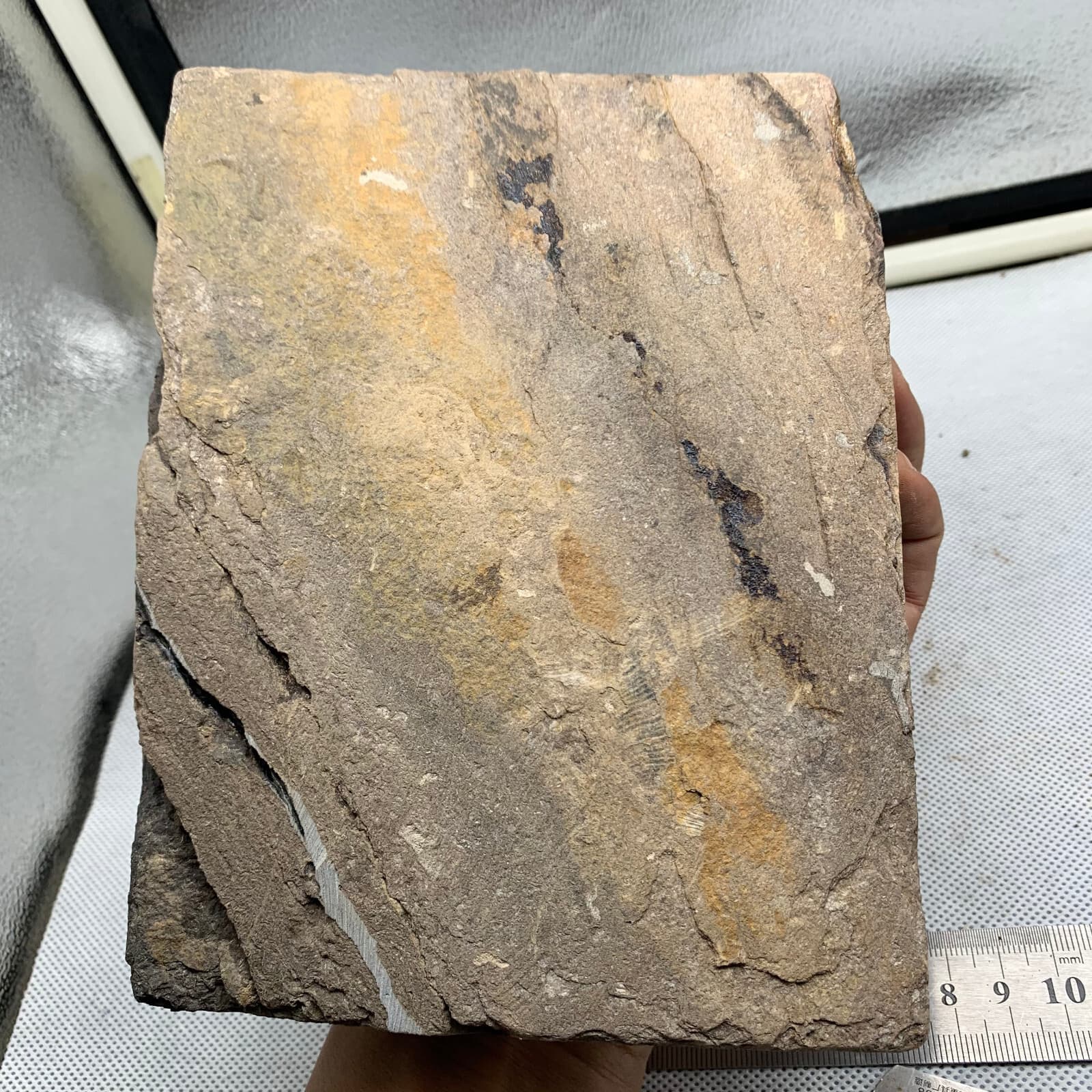 1180 grams of fossils of crinoid from the Guanling Biota in Guizhou 6